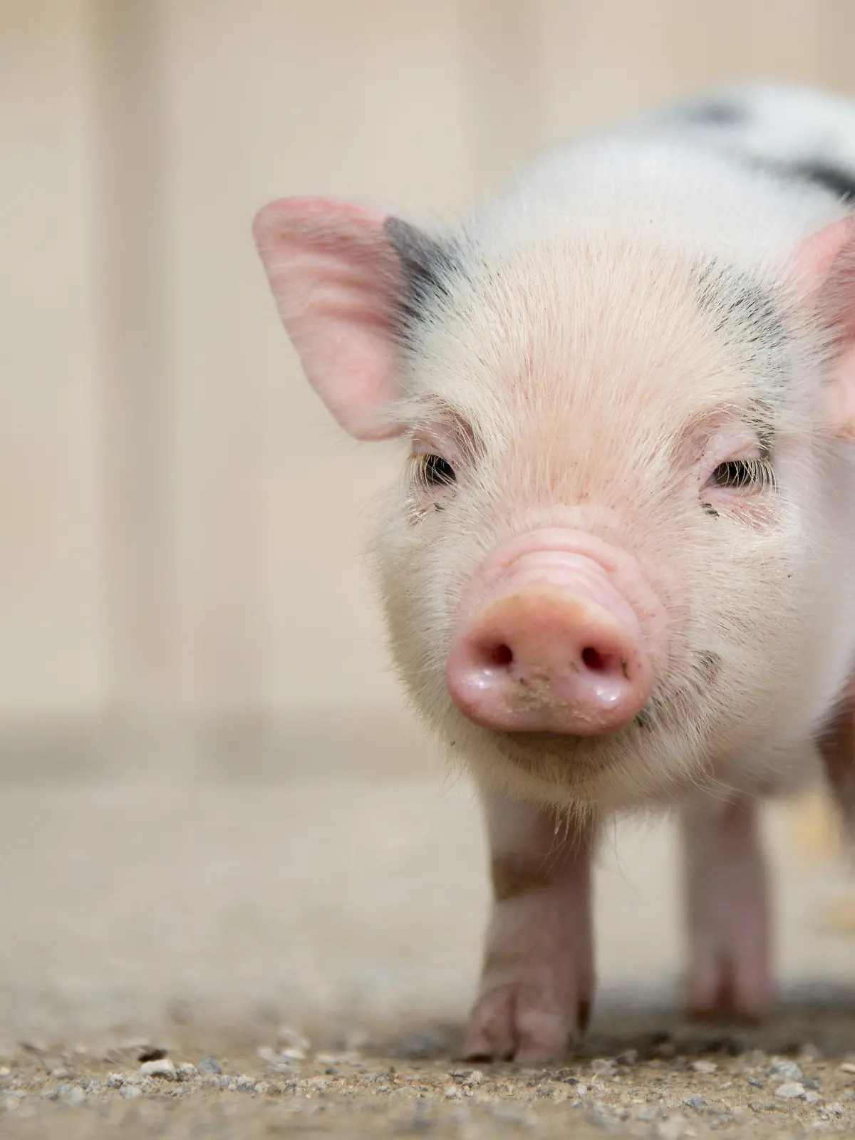 ARCHIV - 13.08.2013, Niedersachsen, Hannover: Ein junges Mini-Schwein steht im Zoo in seinem Gehege.     (zu dpa «Streit um Mini-Schwein in Mietwohnung landet vor Gericht») Foto: picture alliance / dpa +++ dpa-Bildfunk +++