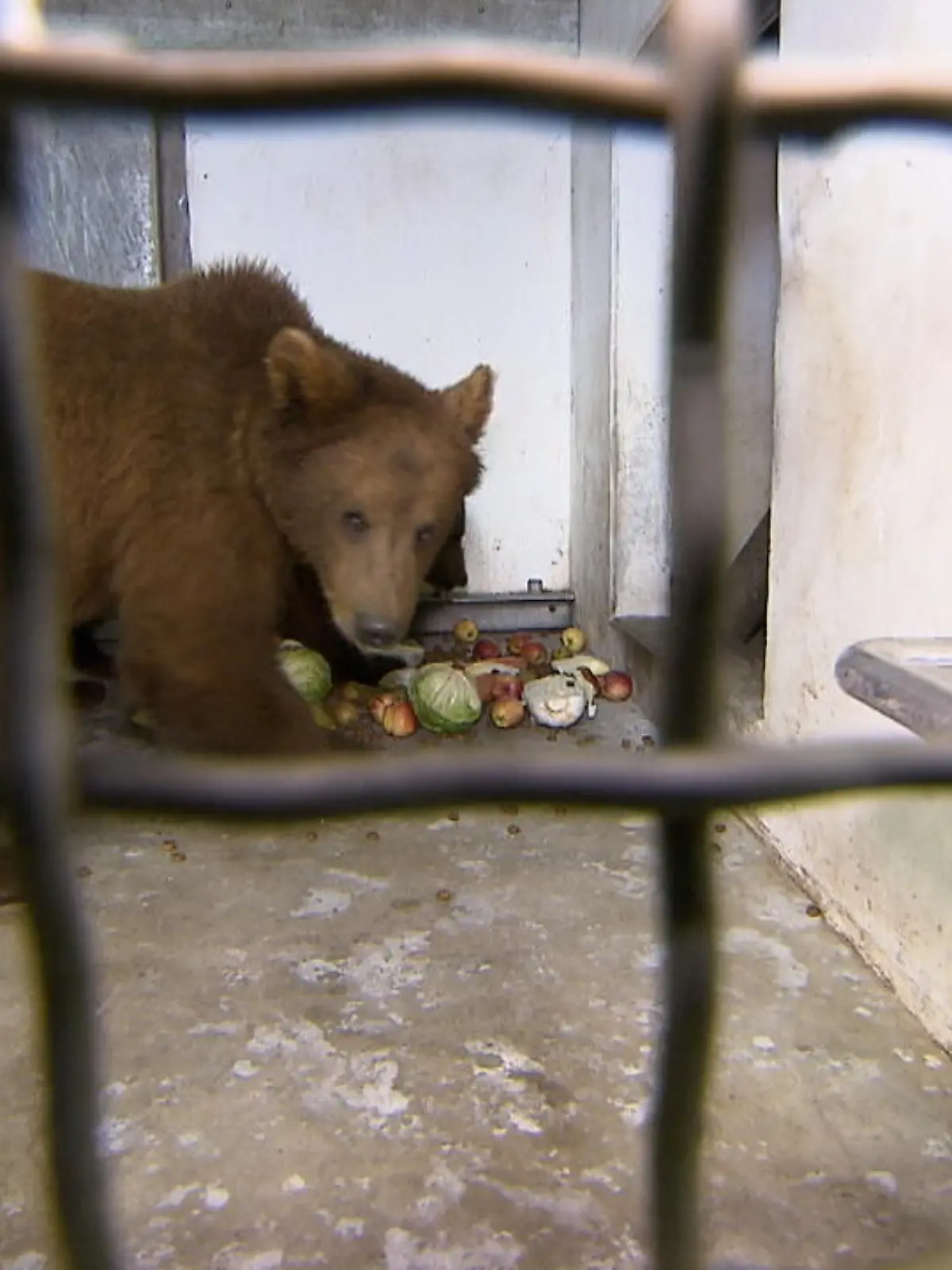 Sie haben Schreckliches hinter sich, doch nun sind sie in Sicherheit: Mitarbeiter des Bärenparks Worbis retteten drei ukrainische Bären aus gefährlichen Kriegsverhältnissen. Denn auch die Tiere haben wie Menschen Angst, wenn Bomben über ihnen abgeworfen werden. Worauf sie sich nach den Strapazen der langen Reise jetzt aber freuen können, ist im Vide zu sehen.