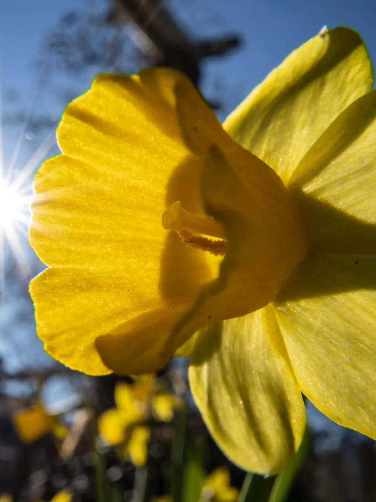 09.03.2022, Hessen, Frankfurt/Main: Die Sonne scheint vom blauen Himmel hinter der Blüte einer Narzisse, der auf einer Wiese im Frankfurter Palmengarten wächst. Foto: Frank Rumpenhorst/dpa +++ dpa-Bildfunk +++
