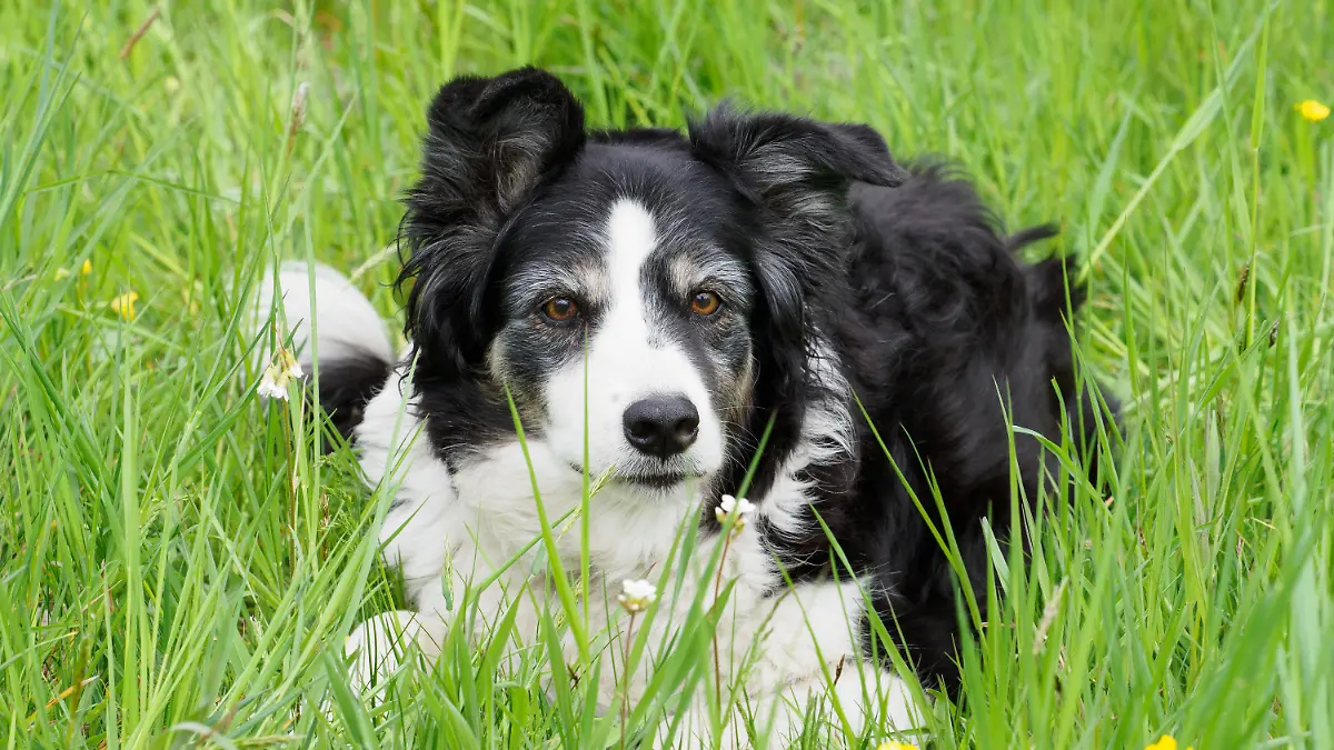 ARCHIV - 04.05.2022, Brandenburg, Potsdam: Border Collie Julie liegt auf einer Wiese im Gras. (Illustration zu "Bundestag kommt auf den Hund - Parlamentskreis Hund gegründet") Foto: Soeren Stache/dpa +++ dpa-Bildfunk +++