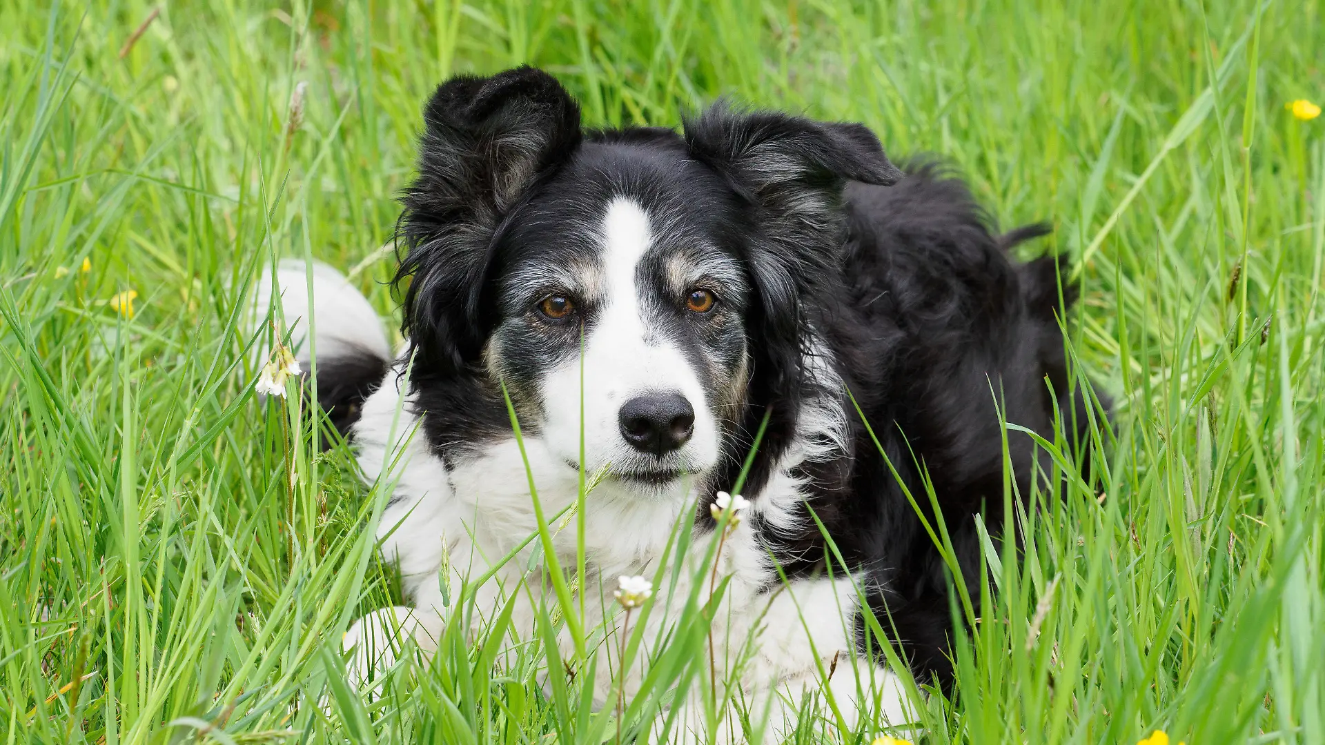 ARCHIV - 04.05.2022, Brandenburg, Potsdam: Border Collie Julie liegt auf einer Wiese im Gras. (Illustration zu "Bundestag kommt auf den Hund - Parlamentskreis Hund gegründet") Foto: Soeren Stache/dpa +++ dpa-Bildfunk +++