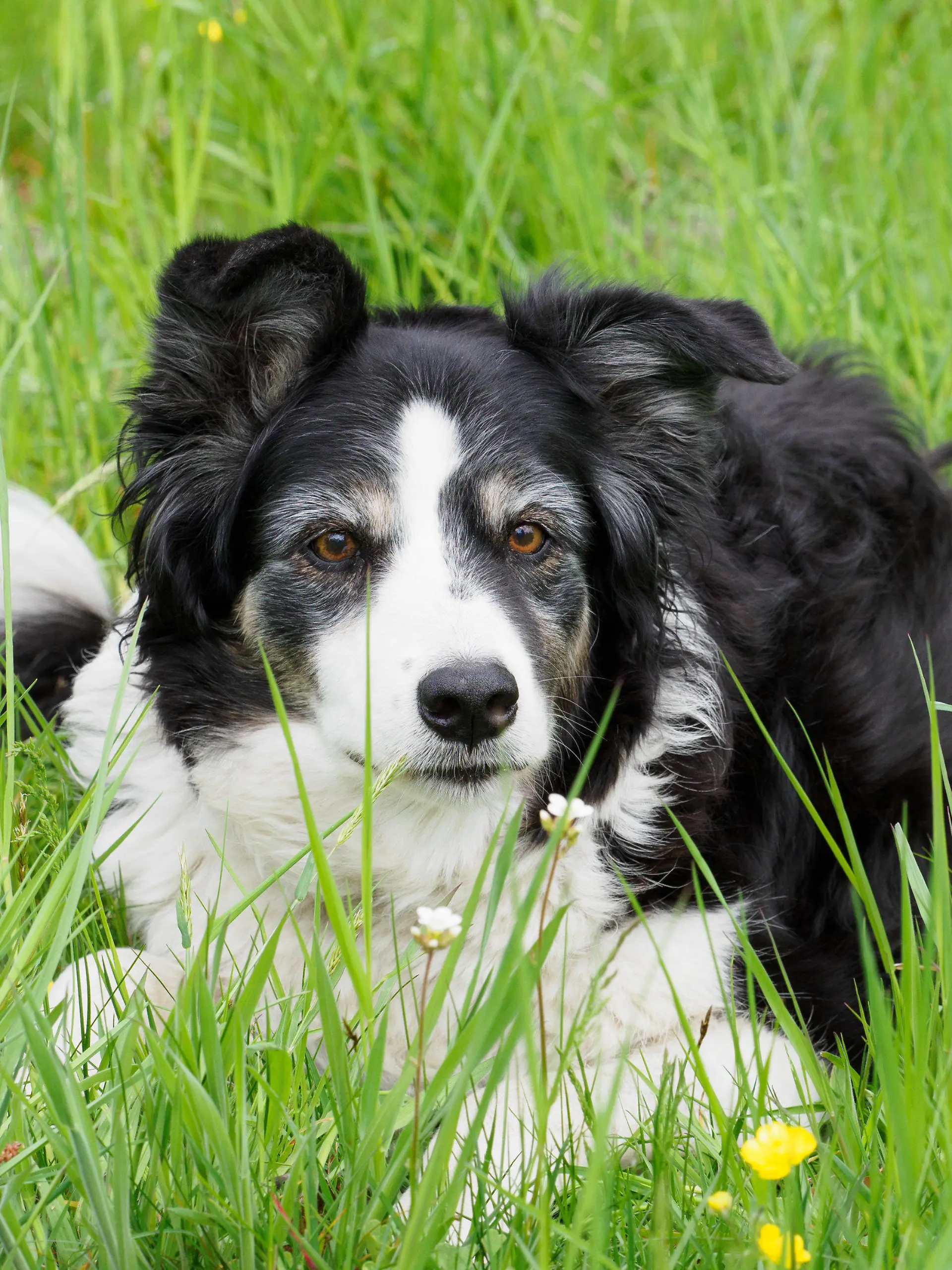 ARCHIV - 04.05.2022, Brandenburg, Potsdam: Border Collie Julie liegt auf einer Wiese im Gras. (Illustration zu "Bundestag kommt auf den Hund - Parlamentskreis Hund gegründet") Foto: Soeren Stache/dpa +++ dpa-Bildfunk +++