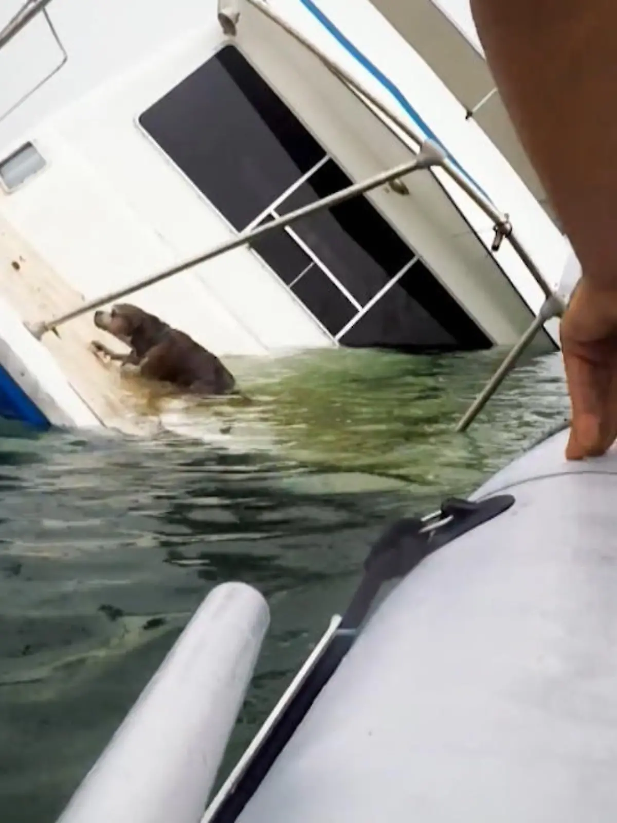 Eigentlich ist der Chadwick FIshing Pier in Florida eine eher ruhige Gegend – allerdings sieht diese Rettung aus, wie aus einem Hollywood-Film. Nick Calitri hat vom Ufer aus ein sinkendes Boot mitten im See entdeckt. Bei genauerem Hinsehen merkt er außerdem, dass ein verzweifelter Hund auf dem Schiff um sein Leben kämpft.