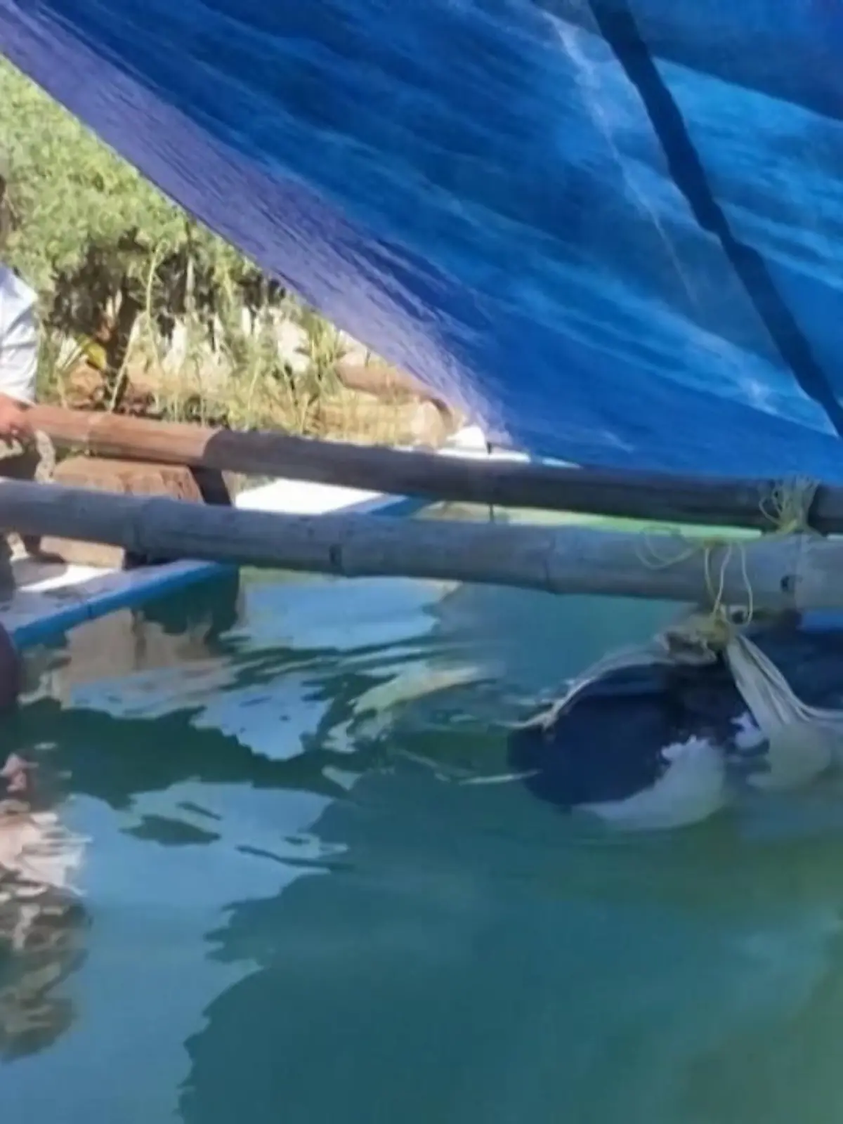 Echte Tierliebe haben Bewohner eines Dorfes im mexikanischen Yucatán bewiesen. Als an ihrem Strand ein Pygmäen Orca strandete, zögerten sie keine Sekunde, um das Tier zu retten - denn der Wal drohte bereits zu ersticken. Die dramatischen Bilder dieser Rettungsaktion sehen Sie hier im Video.