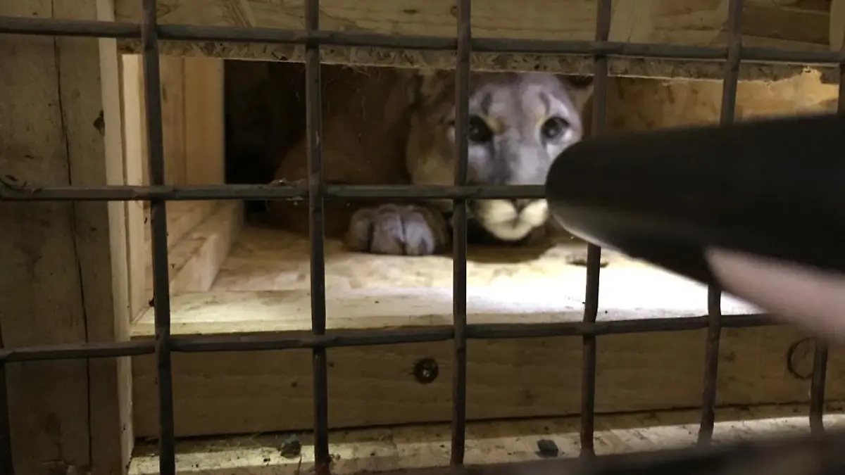 HANDOUT - 16.03.2022, Bayern, Neunburg vorm Wald: Ein Puma wurde am 15.3.2022 in Neunburg vorm Wald von der Polizei in einem Auto entdeckt und sichergestellt. (Zu dpa «Puma bei Kontrolle in Auto gefunden - sollte Haustier sein», bestmögliche Qualität) Foto: Polizei/Polizeiinspektion Neunburg v.Wald/dpa - ACHTUNG: Nur zur redaktionellen Verwendung im Zusammenhang mit der aktuellen Berichterstattung und nur mit vollständiger Nennung des vorstehenden Credits +++ dpa-Bildfunk +++