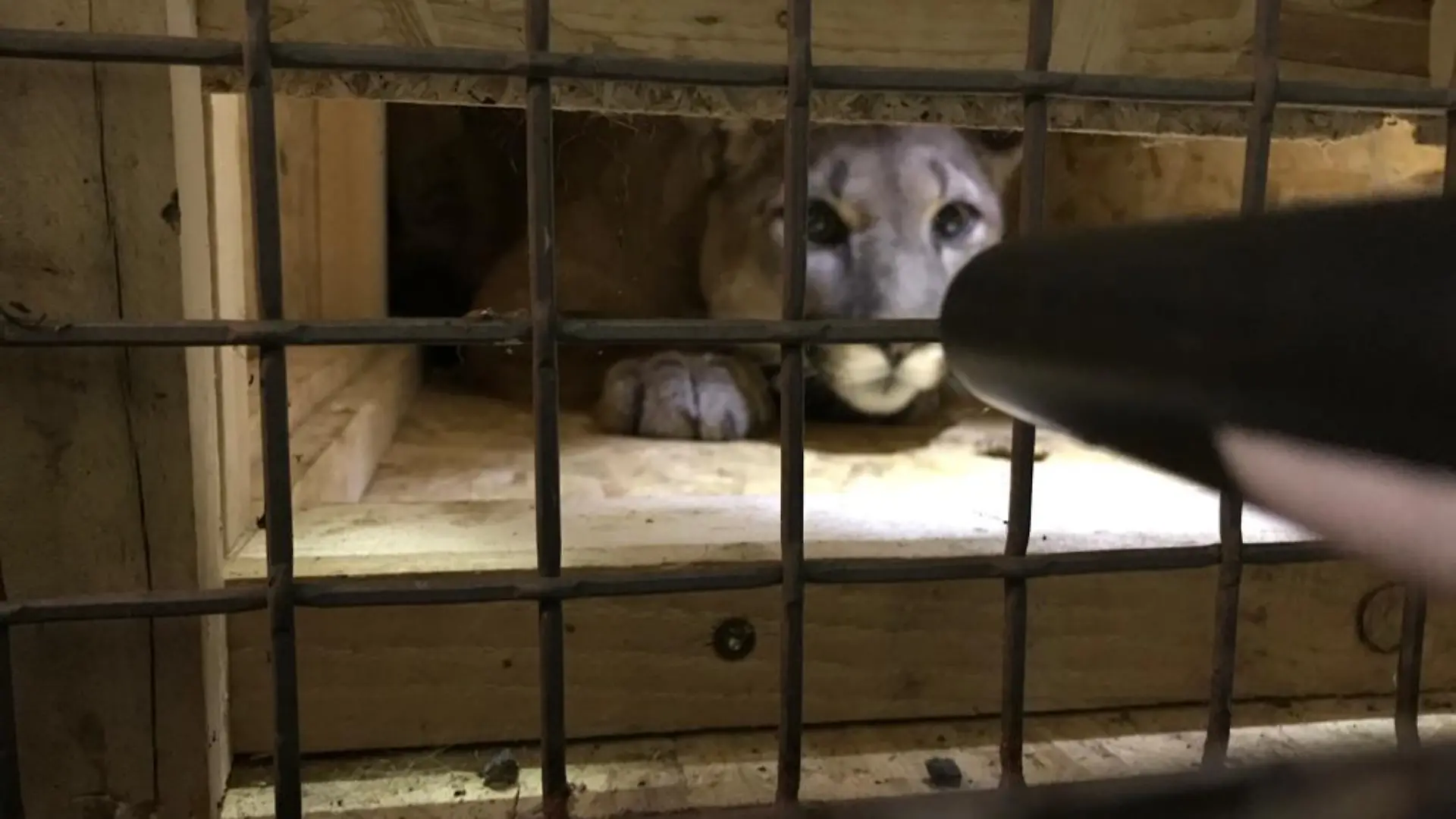 HANDOUT - 16.03.2022, Bayern, Neunburg vorm Wald: Ein Puma wurde am 15.3.2022 in Neunburg vorm Wald von der Polizei in einem Auto entdeckt und sichergestellt. (Zu dpa «Puma bei Kontrolle in Auto gefunden - sollte Haustier sein», bestmögliche Qualität) Foto: Polizei/Polizeiinspektion Neunburg v.Wald/dpa - ACHTUNG: Nur zur redaktionellen Verwendung im Zusammenhang mit der aktuellen Berichterstattung und nur mit vollständiger Nennung des vorstehenden Credits +++ dpa-Bildfunk +++