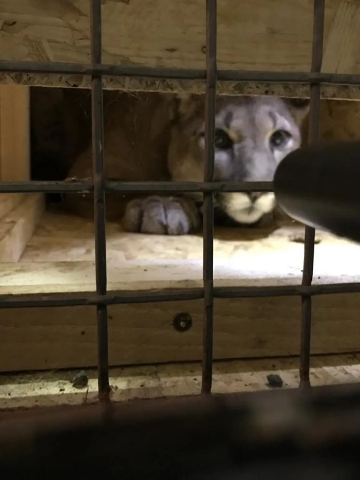 HANDOUT - 16.03.2022, Bayern, Neunburg vorm Wald: Ein Puma wurde am 15.3.2022 in Neunburg vorm Wald von der Polizei in einem Auto entdeckt und sichergestellt. (Zu dpa «Puma bei Kontrolle in Auto gefunden - sollte Haustier sein», bestmögliche Qualität) Foto: Polizei/Polizeiinspektion Neunburg v.Wald/dpa - ACHTUNG: Nur zur redaktionellen Verwendung im Zusammenhang mit der aktuellen Berichterstattung und nur mit vollständiger Nennung des vorstehenden Credits +++ dpa-Bildfunk +++