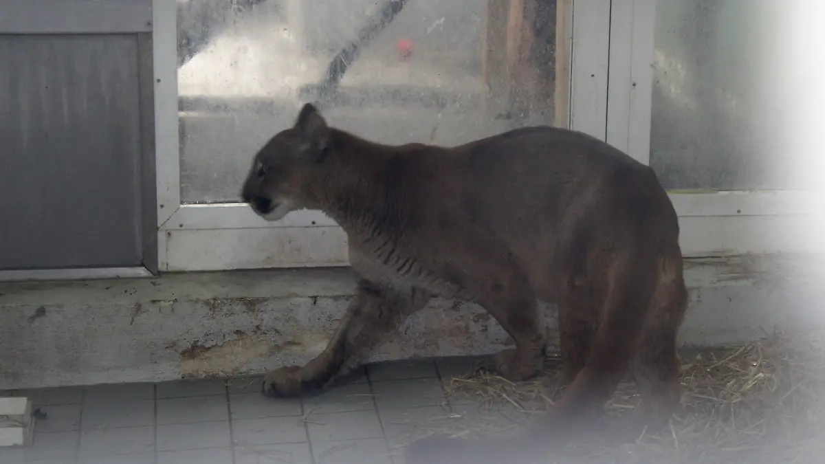 HANDOUT - 16.03.2022, Bayern, Neunburg vorm Wald: Ein Puma wurde am 15.3.2022 in Neunburg vorm Wald von der Polizei in einem Auto entdeckt und sichergestellt. (Zu dpa «Puma bei Kontrolle in Auto gefunden - sollte Haustier sein») Foto: Polizei/Polizeiinspektion Neunburg v.Wald/dpa - ACHTUNG: Nur zur redaktionellen Verwendung im Zusammenhang mit der aktuellen Berichterstattung und nur mit vollständiger Nennung des vorstehenden Credits +++ dpa-Bildfunk +++
