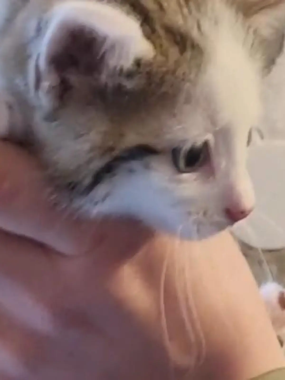 Klein, flauschig, zuckersüß und eigentlich viel zu jung um verkauft zu werden: Der illegale Katzenhandel in Deutschland boomt. Die Katzenbabys, die meist aus Ost-Europa stammen, werden gerade zu Hunderten im Netz verhökert. Wie skrupellos die Händler die Tiere verschachern und sogar Kinder mit ins Geschäft holen, zeigen wir Ihnen im Video.