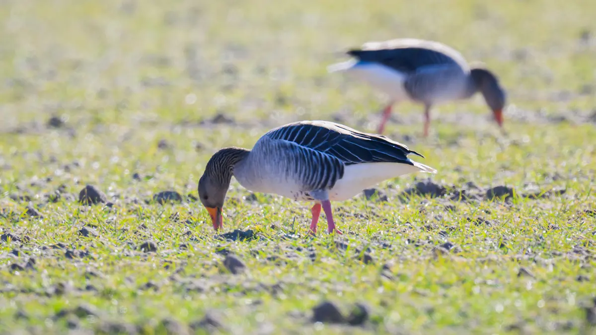 11.03.2022, Niedersachsen, Hemmingen: Graugänse fressen auf einem Feld bei Harkenbleck in der Region Hannover. Entlang der Leinemasch finden Wildgänse optimaler Bedingungen vor. Die umliegenden Felder dienen als Nahrungsquelle - zum Leidwesen der Landwirte. Niedersachsen ist Überwinterungsland für Wildgänse. Da große Gänseansammlungen auf landwirtschaftlichen Flächen Schäden anrichten, werden die Landwirte dafür entschädigt - mit mehr als acht Millionen Euro pro Jahr. (zu dpa "Land zahlt acht Millionen Euro für Gänsefraßschäden") Foto: Julian Stratenschulte/dpa +++ dpa-Bildfunk +++