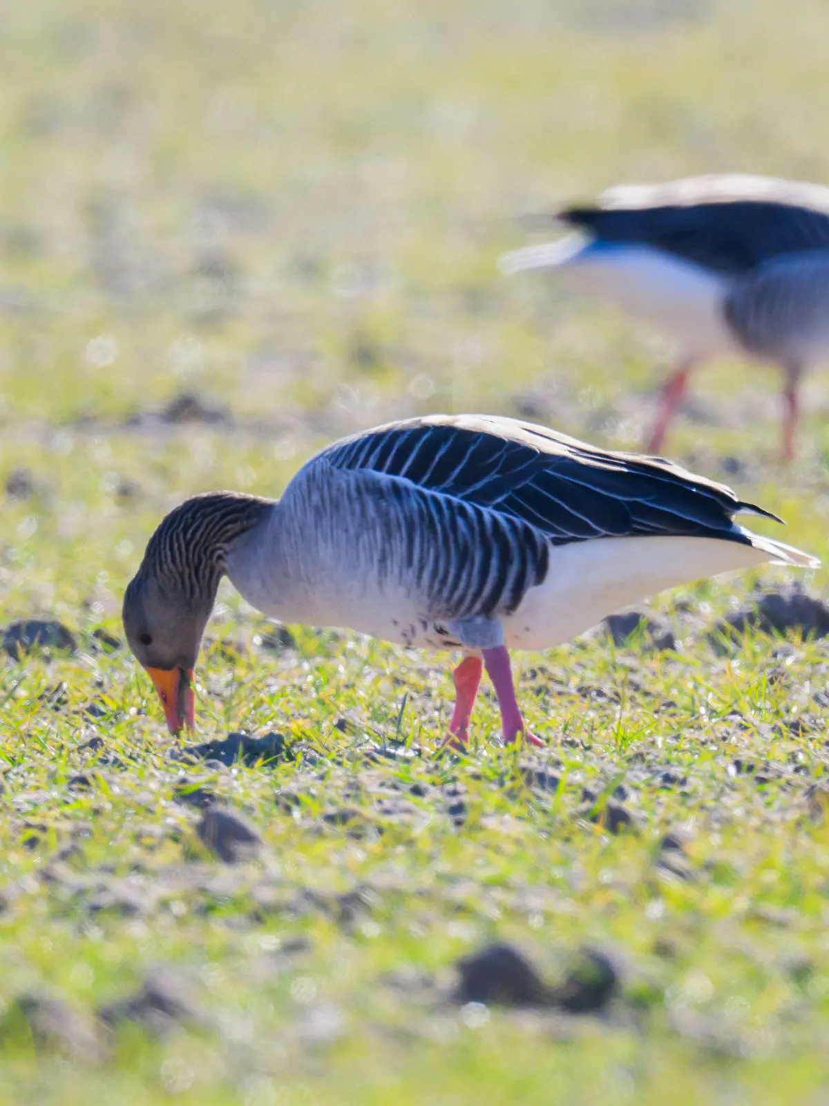 11.03.2022, Niedersachsen, Hemmingen: Graugänse fressen auf einem Feld bei Harkenbleck in der Region Hannover. Entlang der Leinemasch finden Wildgänse optimaler Bedingungen vor. Die umliegenden Felder dienen als Nahrungsquelle - zum Leidwesen der Landwirte. Niedersachsen ist Überwinterungsland für Wildgänse. Da große Gänseansammlungen auf landwirtschaftlichen Flächen Schäden anrichten, werden die Landwirte dafür entschädigt - mit mehr als acht Millionen Euro pro Jahr. (zu dpa "Land zahlt acht Millionen Euro für Gänsefraßschäden") Foto: Julian Stratenschulte/dpa +++ dpa-Bildfunk +++