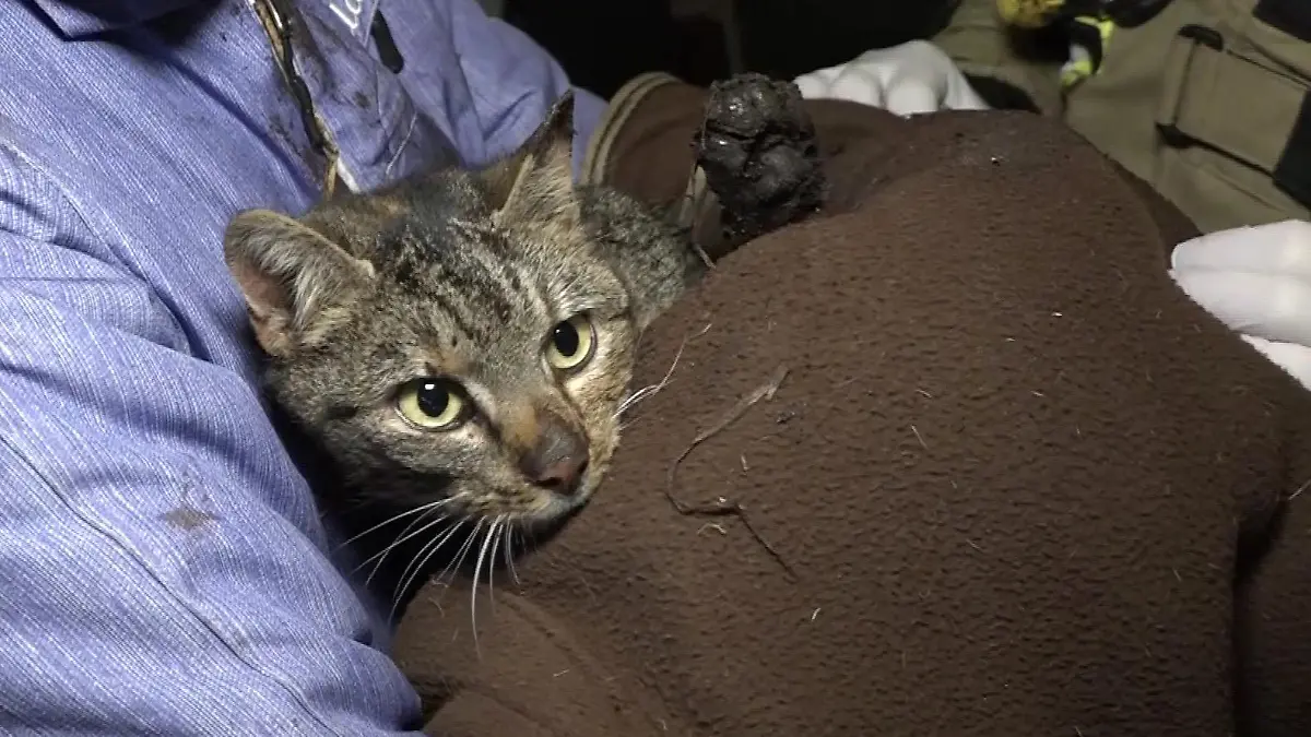 Die gerettete Katze ist sehr geschwächt, aber am Leben.