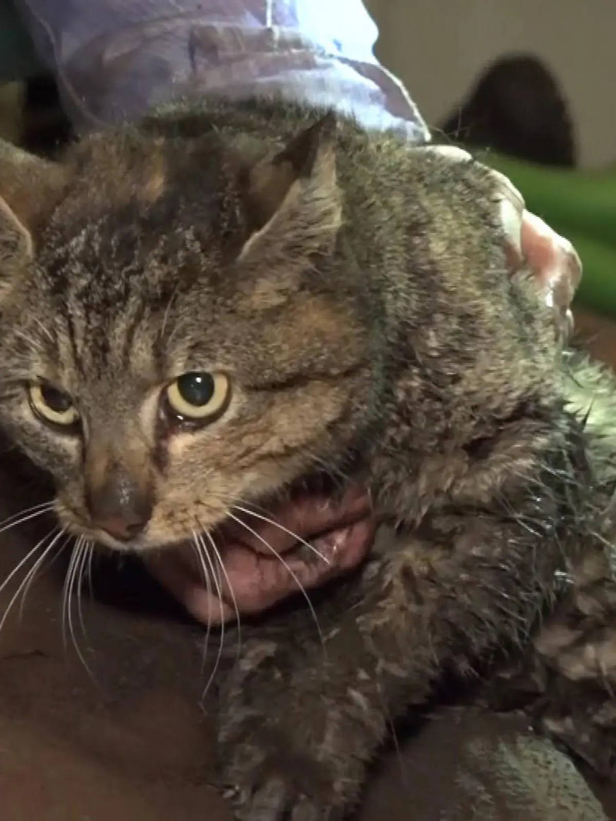 Eine Woche steckt die Katze in einem Kanalrohr fest, bis sie endlich befreit werden kann.