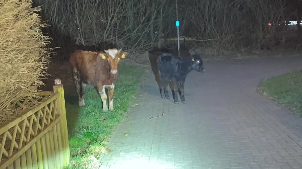 Kühe auf einer Zuwegung