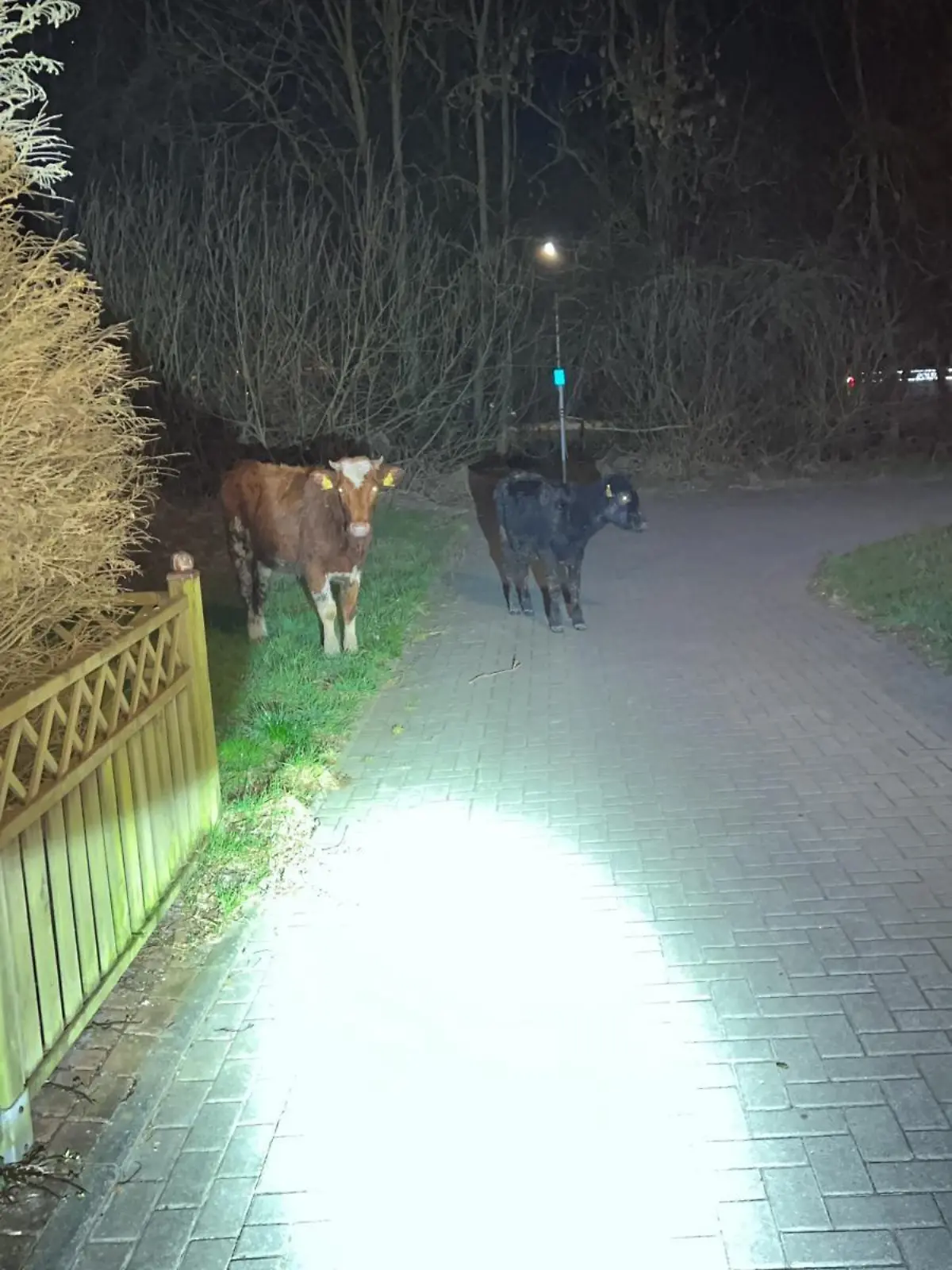 Kühe auf einer Zuwegung