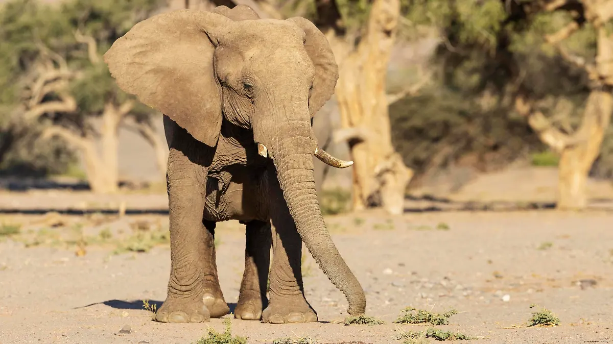 Afrikanischer Elefant Loxodonta africana, sogenannter Wüstenelefant, Kuh im trockenen Bett des Huab-Flusses, Damaraland, Kunene-Region, Namibia, Afrika *** African elephant Loxodonta africana , so-called desert elephant, cow in dry bed of Huab River, Damaraland, Kunene Region, Namibia, Africa. Copyright: imageBROKER/ThomasxDressler ibxtdr08170196.jpg  Bitte beachten Sie die gesetzlichen Bestimmungen des deutschen Urheberrechtes hinsichtlich der Namensnennung des Fotografen im direkten Umfeld der Veröffentlichung!