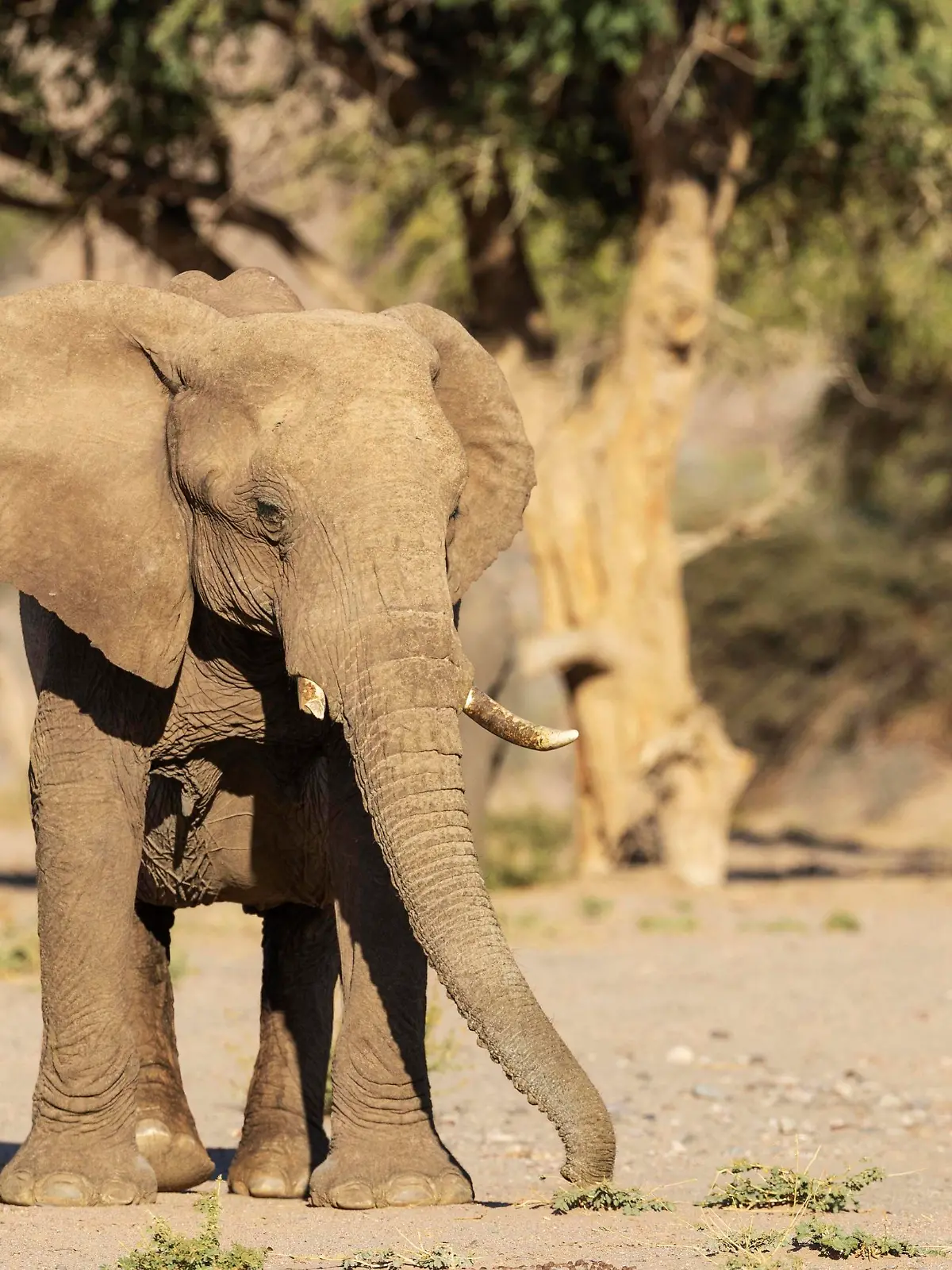 Afrikanischer Elefant Loxodonta africana, sogenannter Wüstenelefant, Kuh im trockenen Bett des Huab-Flusses, Damaraland, Kunene-Region, Namibia, Afrika *** African elephant Loxodonta africana , so-called desert elephant, cow in dry bed of Huab River, Damaraland, Kunene Region, Namibia, Africa. Copyright: imageBROKER/ThomasxDressler ibxtdr08170196.jpg  Bitte beachten Sie die gesetzlichen Bestimmungen des deutschen Urheberrechtes hinsichtlich der Namensnennung des Fotografen im direkten Umfeld der Veröffentlichung!