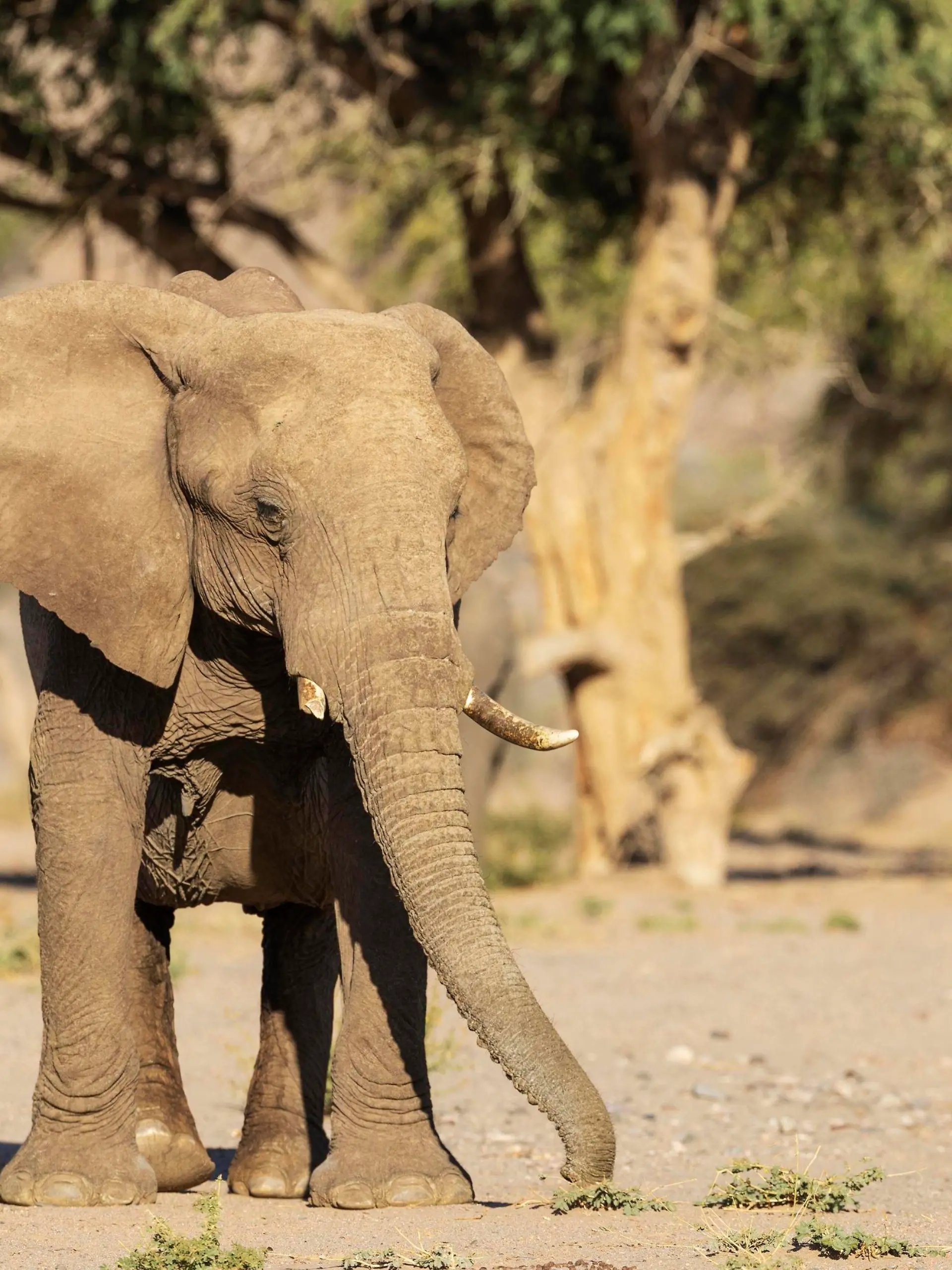Afrikanischer Elefant Loxodonta africana, sogenannter Wüstenelefant, Kuh im trockenen Bett des Huab-Flusses, Damaraland, Kunene-Region, Namibia, Afrika *** African elephant Loxodonta africana , so-called desert elephant, cow in dry bed of Huab River, Damaraland, Kunene Region, Namibia, Africa. Copyright: imageBROKER/ThomasxDressler ibxtdr08170196.jpg  Bitte beachten Sie die gesetzlichen Bestimmungen des deutschen Urheberrechtes hinsichtlich der Namensnennung des Fotografen im direkten Umfeld der Veröffentlichung!