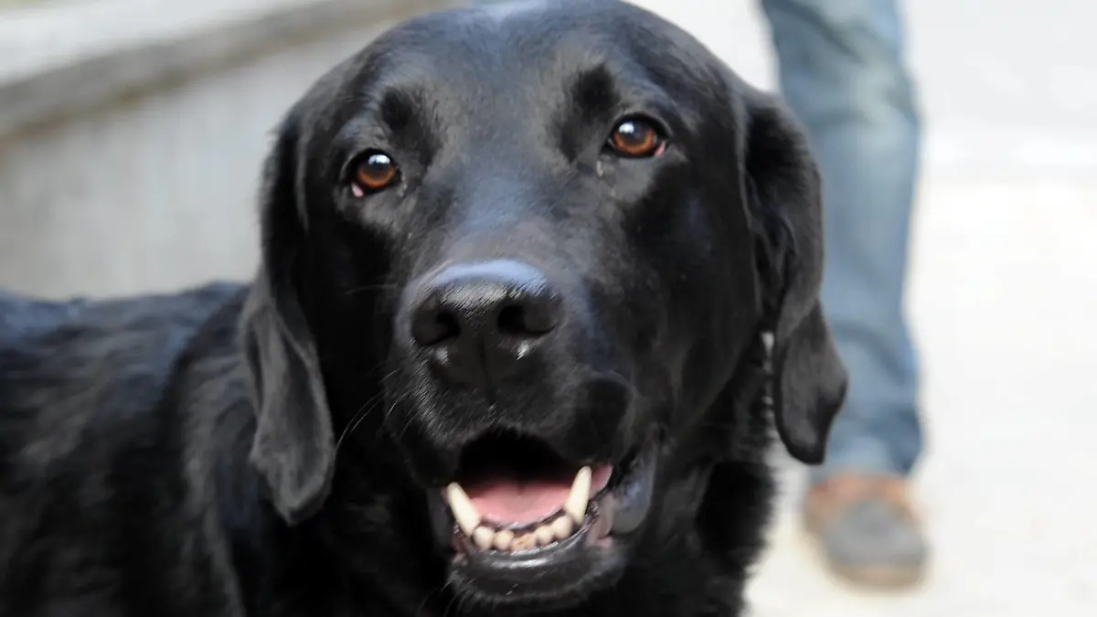 Ein hochspezialisierter Labrador-Spürhund beteiligt sich am Dienstag (30.03.2010) in Kiel an der Spurensuche zum so genannten Waller Babymord. Das privaten Haltern gehörende Tier wird zurzeit zusammen mit anderen Hunden in dem Gebiet nördlich von Hamburg und in Kiel eingesetzt. Im Jahr 2005 war am Waller See im Landkreis Gifhorn ein neu geborenes Baby mit durchschnittener Kehle gefunden worden; die Polizei sucht weiterhin nach der Mutter. Foto: Carsten Rehder dpa/lno/lni