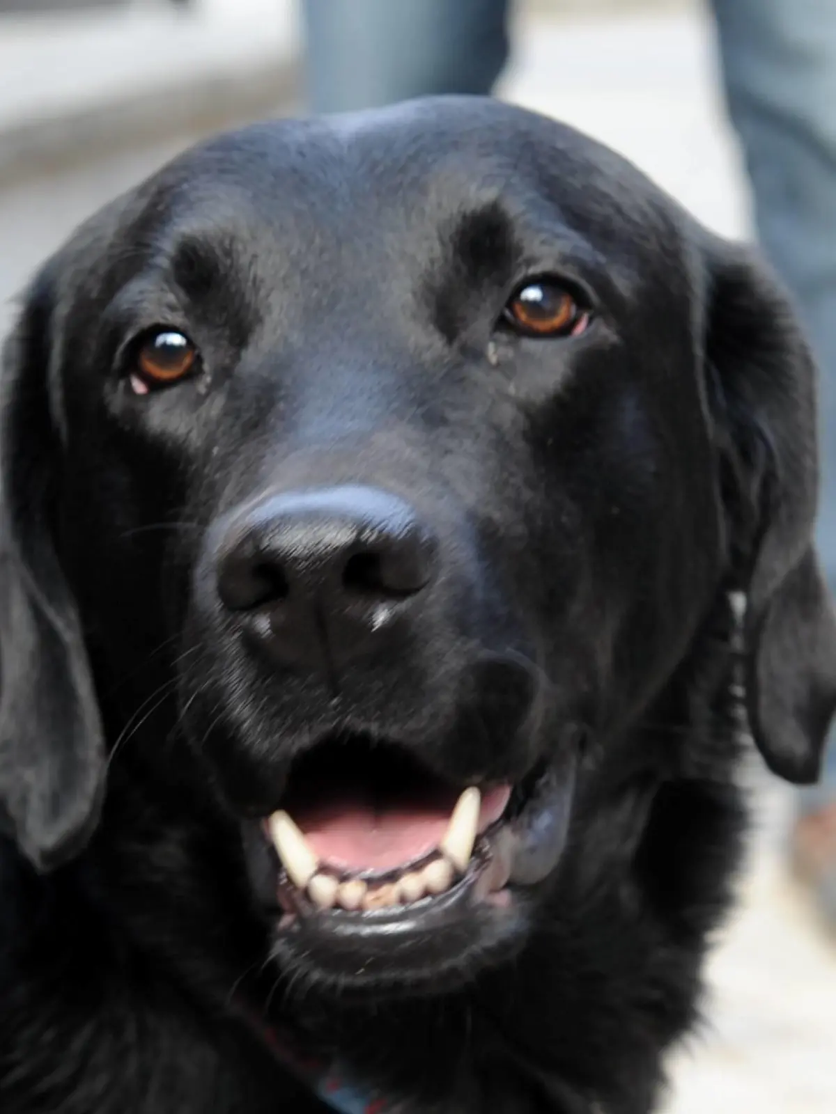 Ein hochspezialisierter Labrador-Spürhund beteiligt sich am Dienstag (30.03.2010) in Kiel an der Spurensuche zum so genannten Waller Babymord. Das privaten Haltern gehörende Tier wird zurzeit zusammen mit anderen Hunden in dem Gebiet nördlich von Hamburg und in Kiel eingesetzt. Im Jahr 2005 war am Waller See im Landkreis Gifhorn ein neu geborenes Baby mit durchschnittener Kehle gefunden worden; die Polizei sucht weiterhin nach der Mutter. Foto: Carsten Rehder dpa/lno/lni