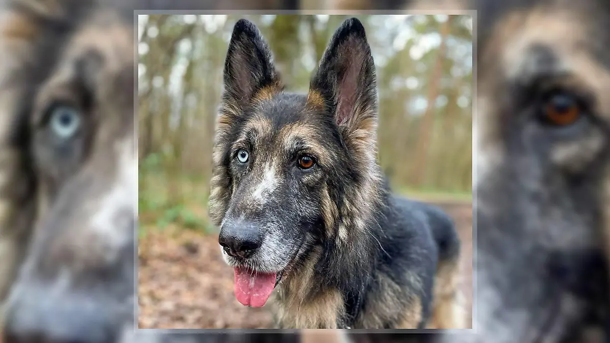 Hund Mario aus dem Tierheim Köln-Dellbrück.