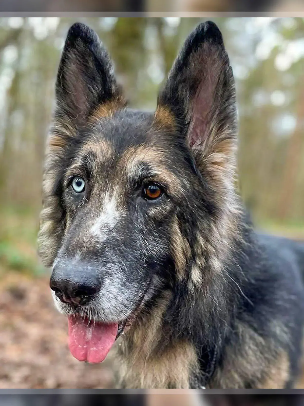 Hund Mario aus dem Tierheim Köln-Dellbrück.