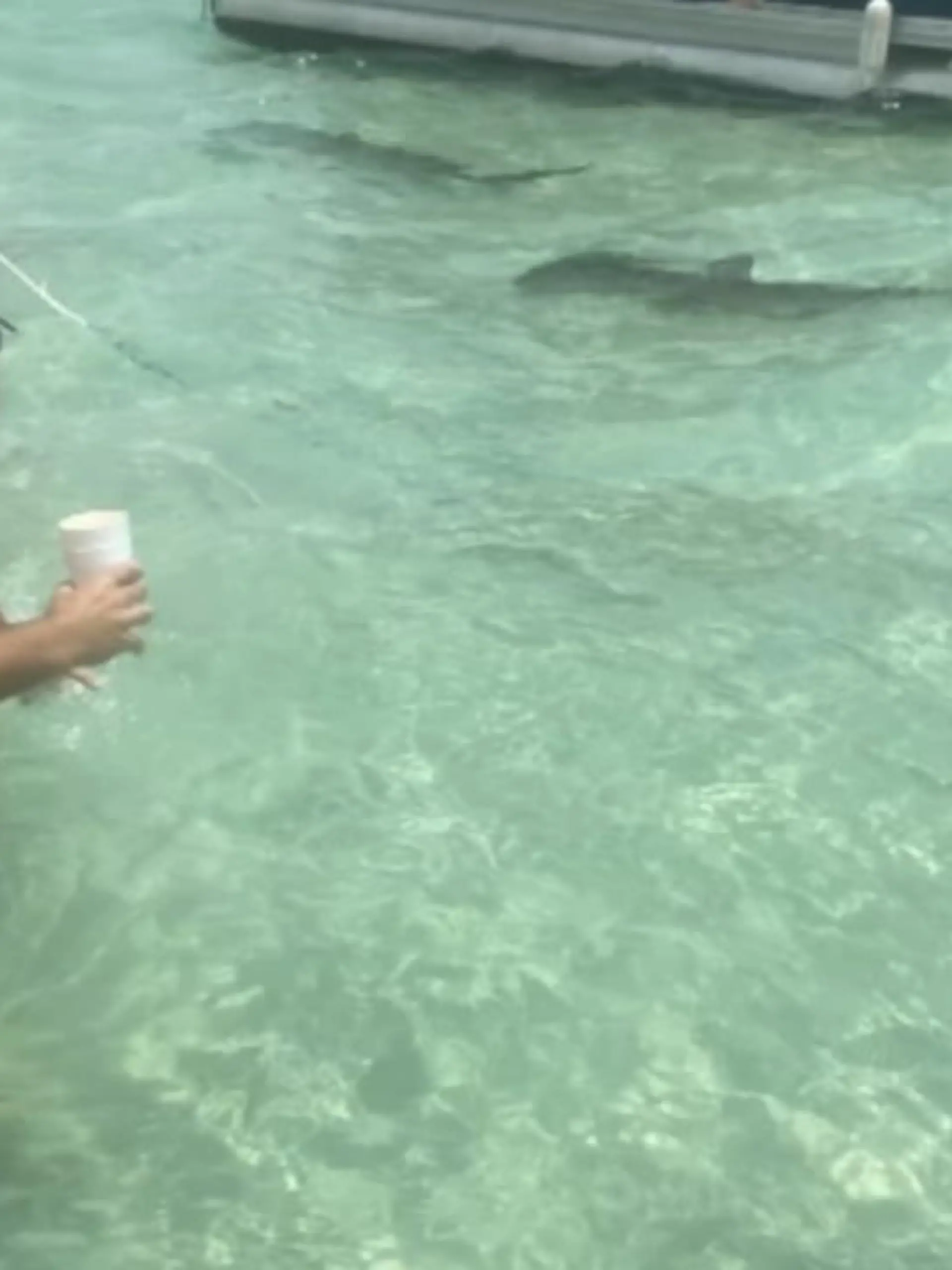 Überraschender Besuch vor Robinson Island! Im US-Bundesstaat Alabama will Paul Hubble mit seiner Familie gerade einen Bootsausflug machen - als ihn plötzlich sechs bis acht Hammerhaie im flachen Wasser umkreisen. Weil die Tiere im flachen Wasser unterwegs sind, kommt es immer mal wieder zu solchen Begegnungen und Paul Hubble scheint keine Angst zu haben! Experten zufolge gilt auch nur der Große Hammerhai mit einer Größe von bis zu sechs Metern als gefährlich für den Menschen. Angriffe sind relativ selten. Um welche Art es sich vor Robinson Island handelte, ist nicht bekannt.