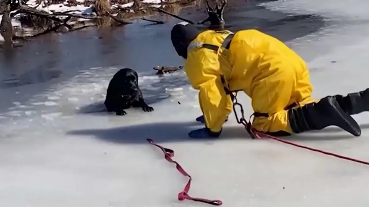 Hund Jasmine hätte es allein nicht mehr aus dem Eiswasser herausgeschafft.