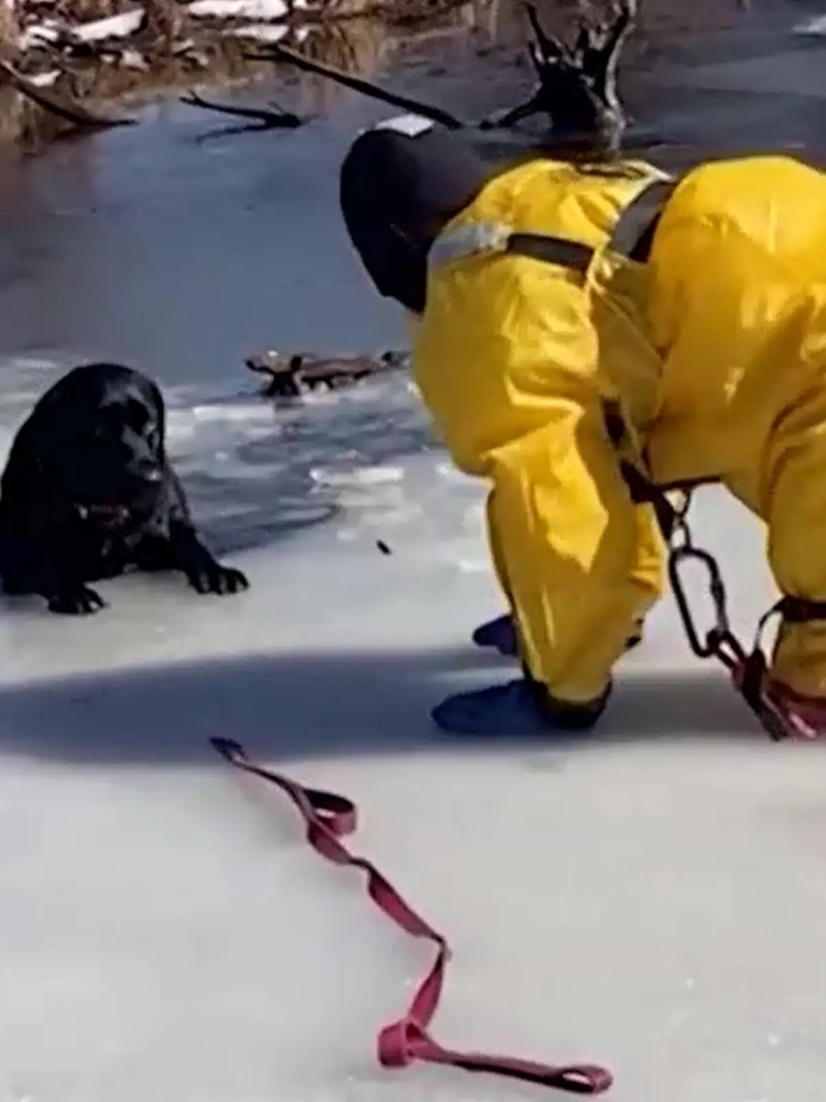 Hund Jasmine hätte es allein nicht mehr aus dem Eiswasser herausgeschafft.