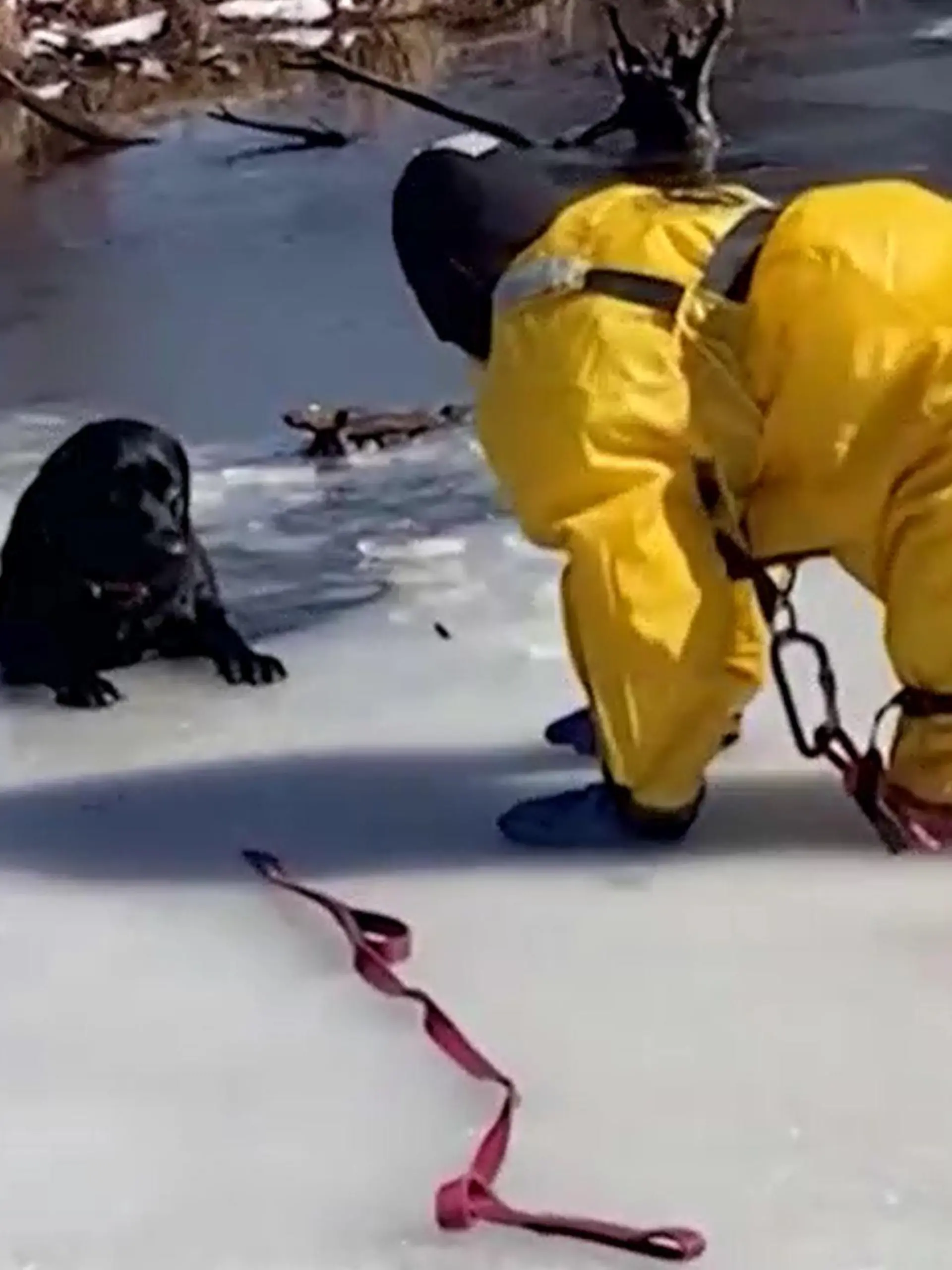 Hund Jasmine hätte es allein nicht mehr aus dem Eiswasser herausgeschafft.