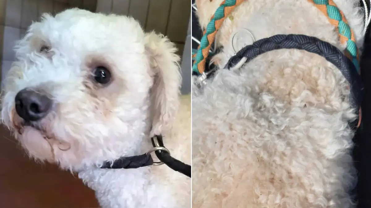 Ist es derselbe Hund? Links der Hund, der im Frühjahr 2024 im Tierheim Flensburg abgegben wurde. Rechts ein Foto des im April 2025 erhängten Tiers.