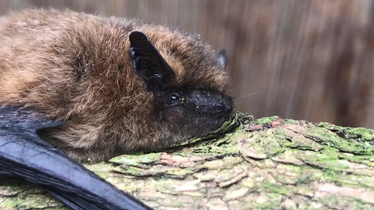 Wildvogel- und Artenschutzzentrum des Tierschutzvereins Lüneburg e.V.