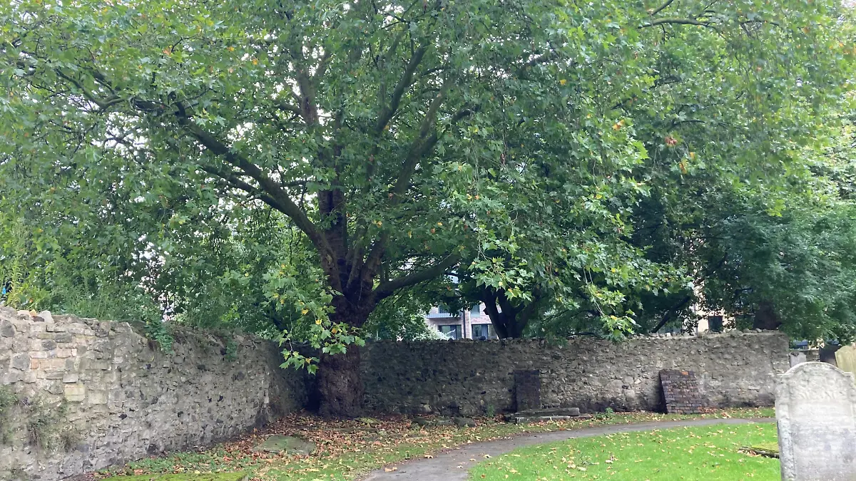 Stephen Port murders. A large maple tree in a corner of the walled cemetery in St Margaret's churchyard in Barking, east London, where the bodies of Gabriel Kovari, 22, and Daniel Whitworth, 21, were found dead by the same dog walker three weeks apart in 2014. Picture date: Thursday October 7, 2021. Between June 2014 and September 2015, serial killer Stephen Port gave four young gay men fatal doses of the date rape drug GHB at his flat in Barking, east London, then discarded them at various locations just metres away. See PA story INQUEST Port. Photo credit should read: Emily Pennink/PA Wire NOTE TO EDITORS: This handout photo may only be used in for editorial reporting purposes for the contemporaneous illustration of events, things or the people in the image or facts mentioned in the caption. Reuse of the picture may require further permission from the copyright holder. URN:62922518
