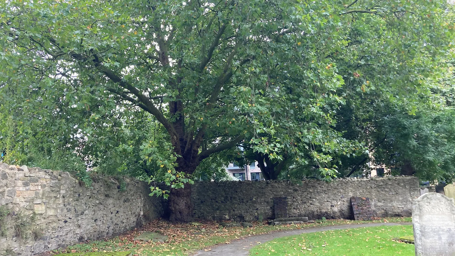 Stephen Port murders. A large maple tree in a corner of the walled cemetery in St Margaret's churchyard in Barking, east London, where the bodies of Gabriel Kovari, 22, and Daniel Whitworth, 21, were found dead by the same dog walker three weeks apart in 2014. Picture date: Thursday October 7, 2021. Between June 2014 and September 2015, serial killer Stephen Port gave four young gay men fatal doses of the date rape drug GHB at his flat in Barking, east London, then discarded them at various locations just metres away. See PA story INQUEST Port. Photo credit should read: Emily Pennink/PA Wire NOTE TO EDITORS: This handout photo may only be used in for editorial reporting purposes for the contemporaneous illustration of events, things or the people in the image or facts mentioned in the caption. Reuse of the picture may require further permission from the copyright holder. URN:62922518