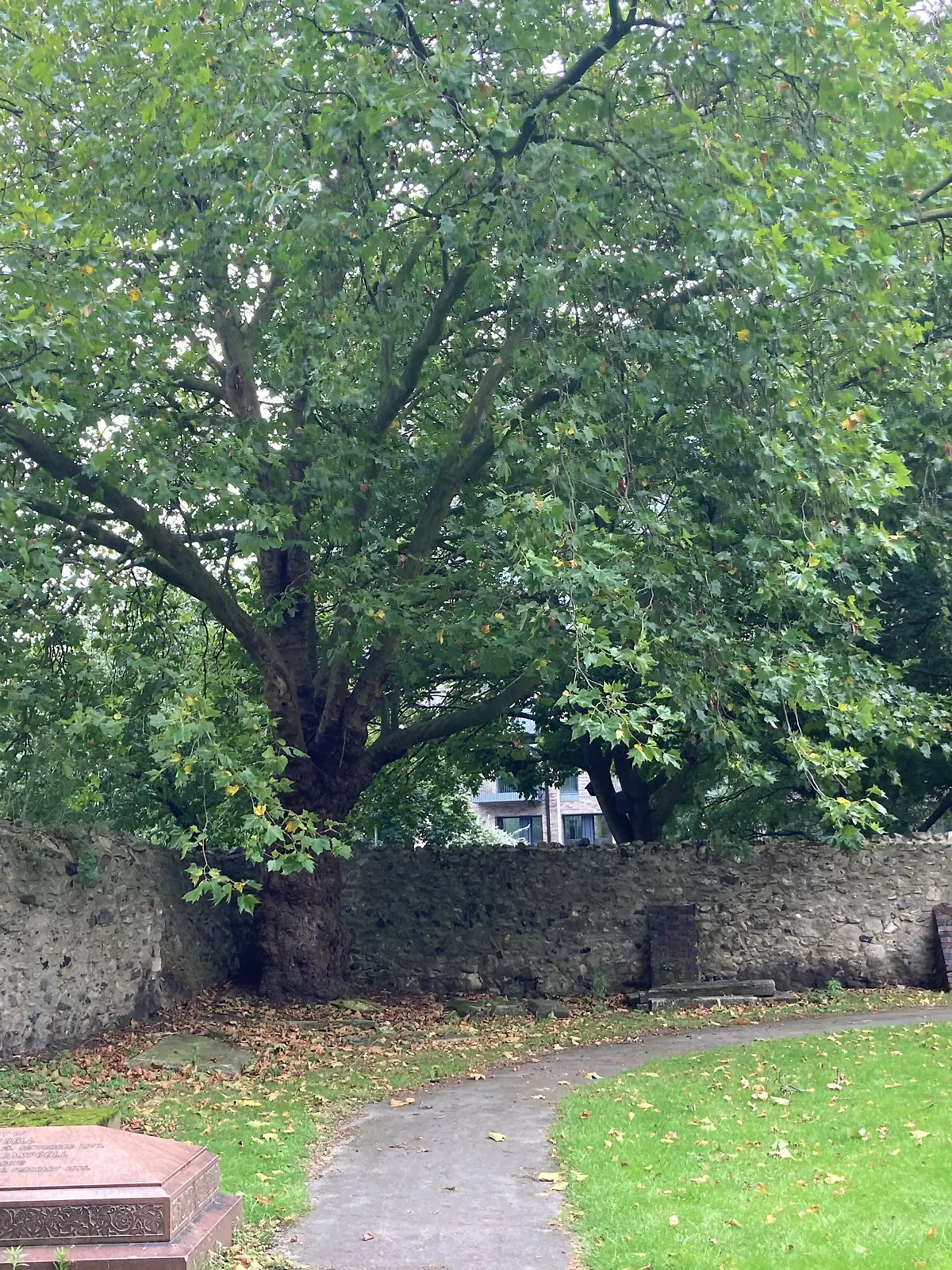 Stephen Port murders. A large maple tree in a corner of the walled cemetery in St Margaret's churchyard in Barking, east London, where the bodies of Gabriel Kovari, 22, and Daniel Whitworth, 21, were found dead by the same dog walker three weeks apart in 2014. Picture date: Thursday October 7, 2021. Between June 2014 and September 2015, serial killer Stephen Port gave four young gay men fatal doses of the date rape drug GHB at his flat in Barking, east London, then discarded them at various locations just metres away. See PA story INQUEST Port. Photo credit should read: Emily Pennink/PA Wire NOTE TO EDITORS: This handout photo may only be used in for editorial reporting purposes for the contemporaneous illustration of events, things or the people in the image or facts mentioned in the caption. Reuse of the picture may require further permission from the copyright holder. URN:62922518