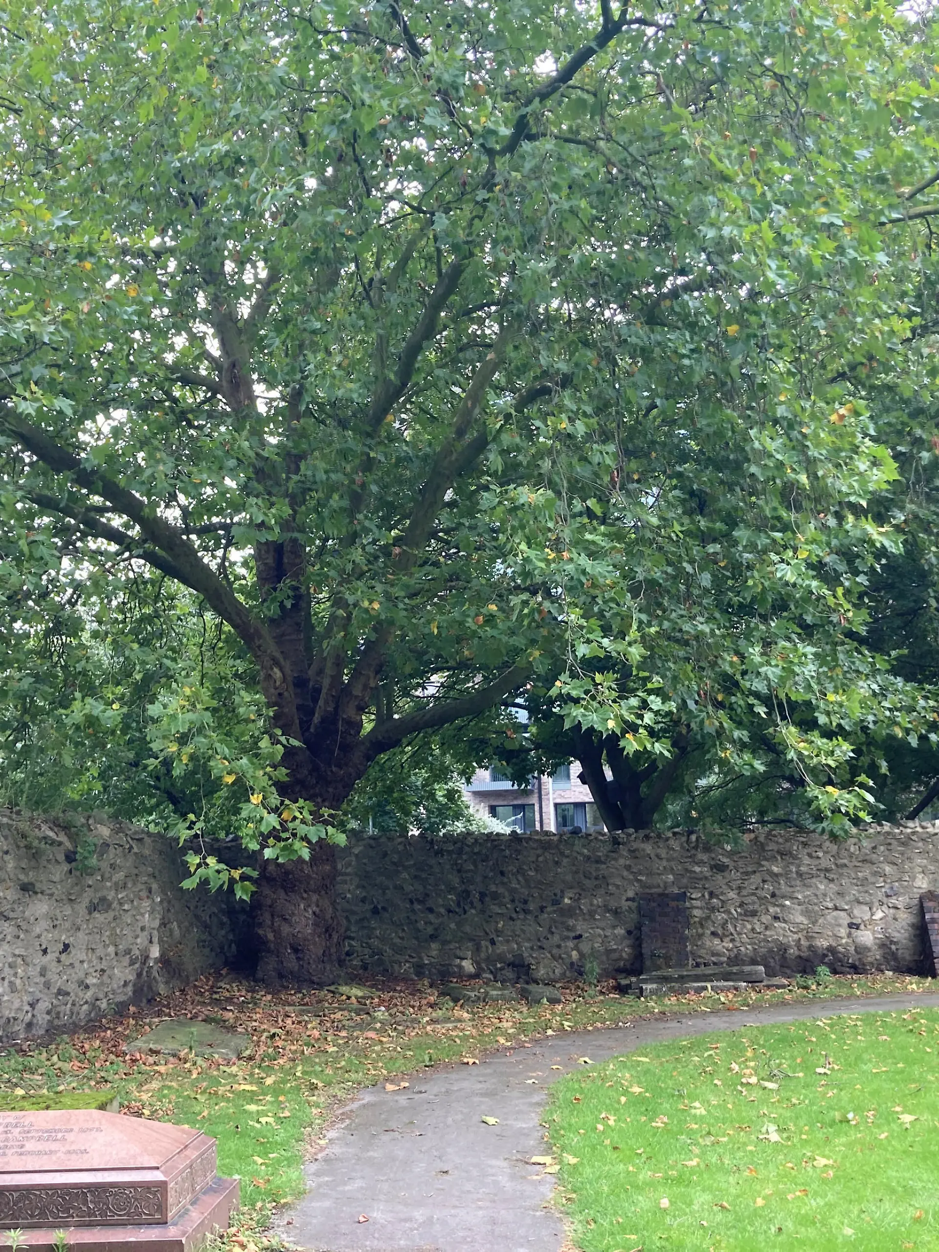 Stephen Port murders. A large maple tree in a corner of the walled cemetery in St Margaret's churchyard in Barking, east London, where the bodies of Gabriel Kovari, 22, and Daniel Whitworth, 21, were found dead by the same dog walker three weeks apart in 2014. Picture date: Thursday October 7, 2021. Between June 2014 and September 2015, serial killer Stephen Port gave four young gay men fatal doses of the date rape drug GHB at his flat in Barking, east London, then discarded them at various locations just metres away. See PA story INQUEST Port. Photo credit should read: Emily Pennink/PA Wire NOTE TO EDITORS: This handout photo may only be used in for editorial reporting purposes for the contemporaneous illustration of events, things or the people in the image or facts mentioned in the caption. Reuse of the picture may require further permission from the copyright holder. URN:62922518