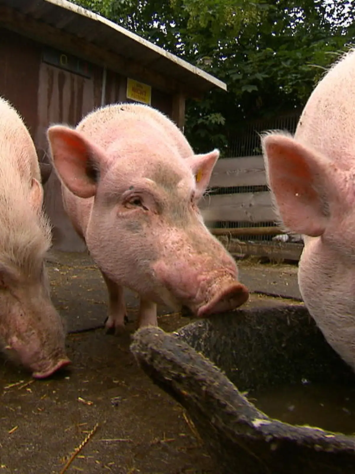 Am Grunzen erkennen, was ein Schwein gerade fühlt - dieser wissenschaftliche Durchbruch könnte eine Veränderung im Landwirtschafts-Sektor mit sich ziehen. Einem Team aus Forschern der Universität Kopenhagen ist es in einer Studie gelungen, verschiedenste Geräusche von Schweinen zu entschlüsseln und einzuordnen.