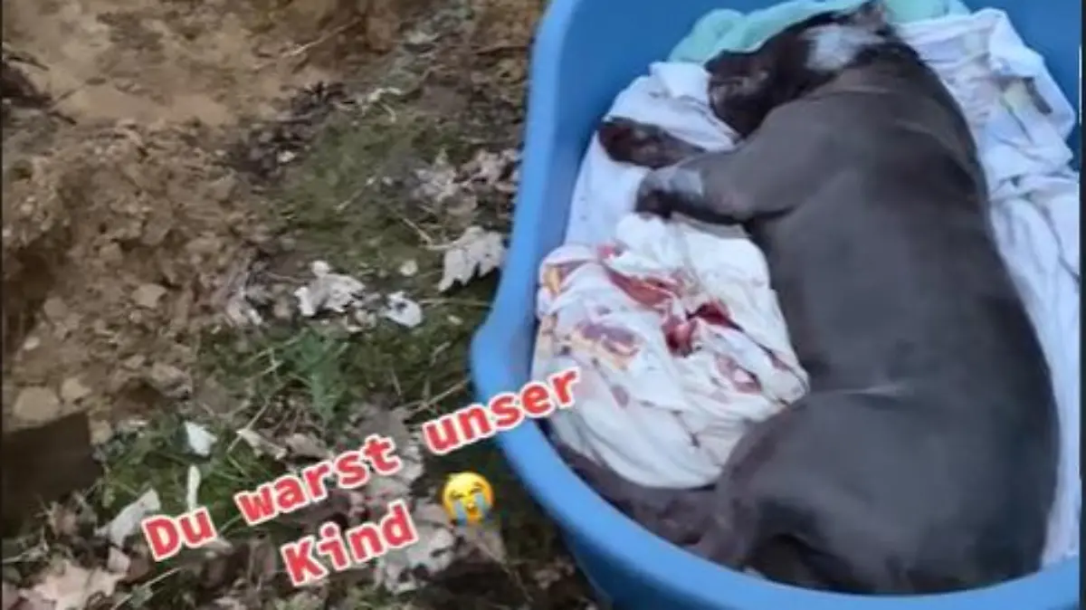 Hündin "Babyb"