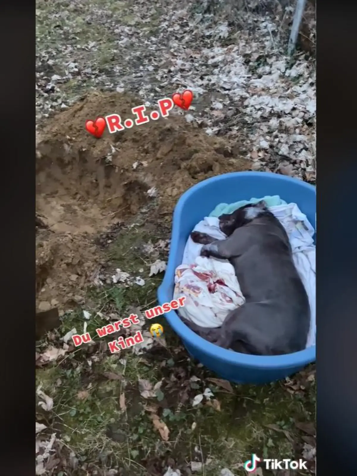 Hündin "Babyb"