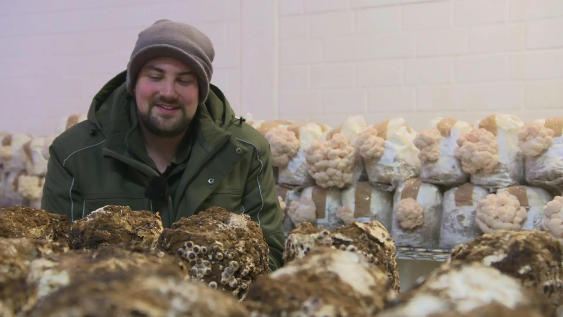 Der Shiitake-Pilz