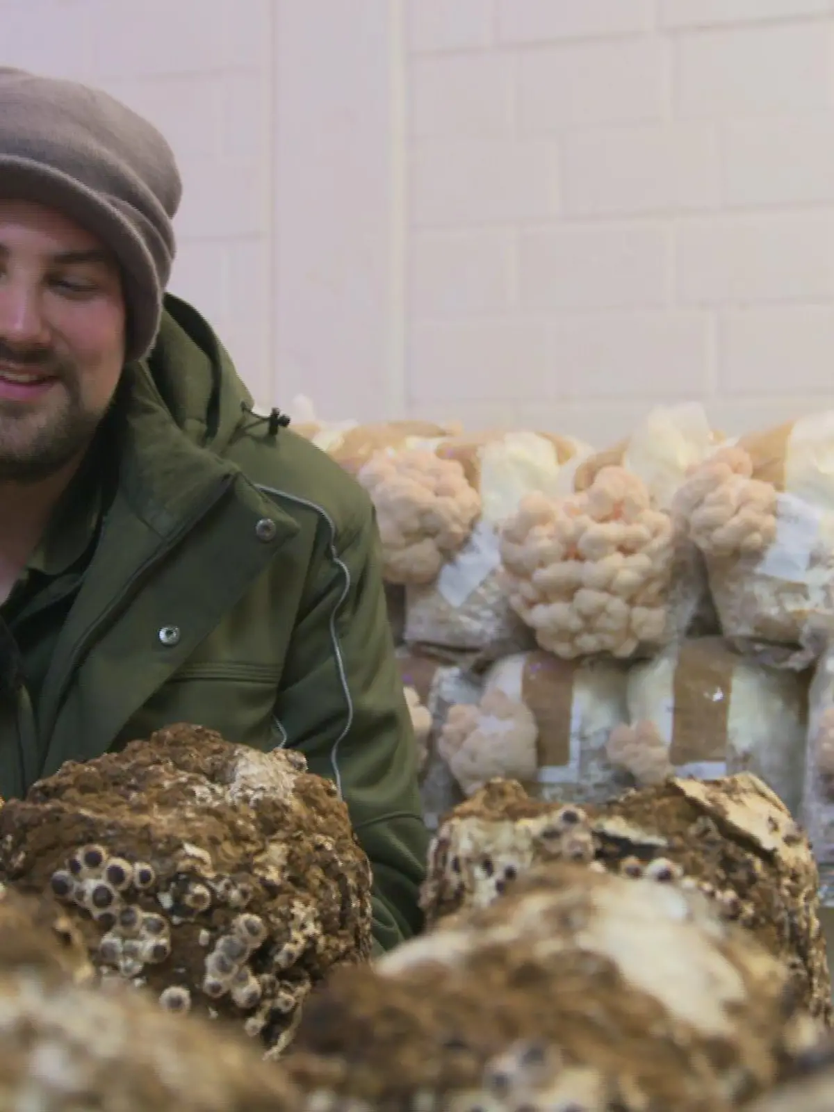 Der Shiitake-Pilz