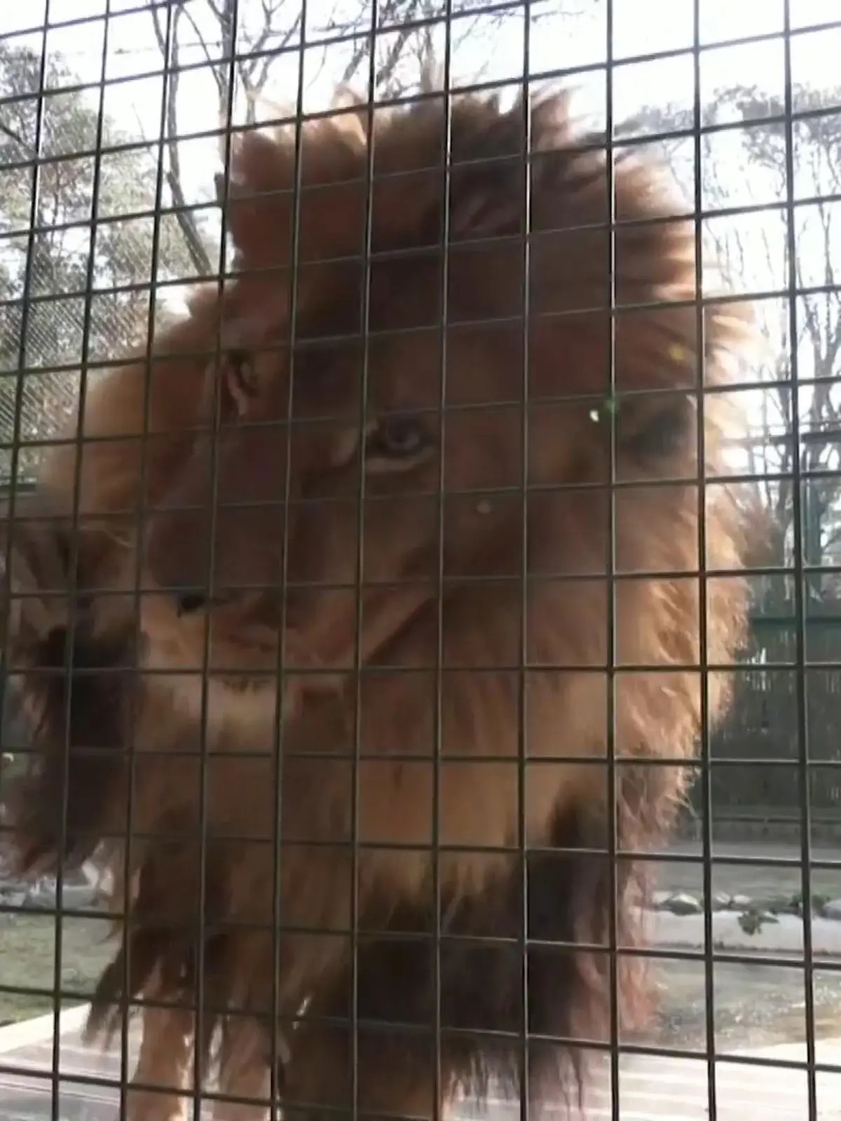 Für die beiden Löwen Tsar und Jamil endet im Natur-Hilfszentrum im belgischen Oudsbergen eine lange und vor allem gefährliche Reise. Dort finden sie vorerst ein neues Zuhause. Nachdem ihre ursprünglichen Privatbesitzer sie misshandelten, wurden sie von der ukrainischen Polizei beschlagnahmt und in einem Kiewer Tierheim untergebracht. Jetzt müssen sie wieder gerettet werden - dieses Mal vor dem schrecklichen Krieg.