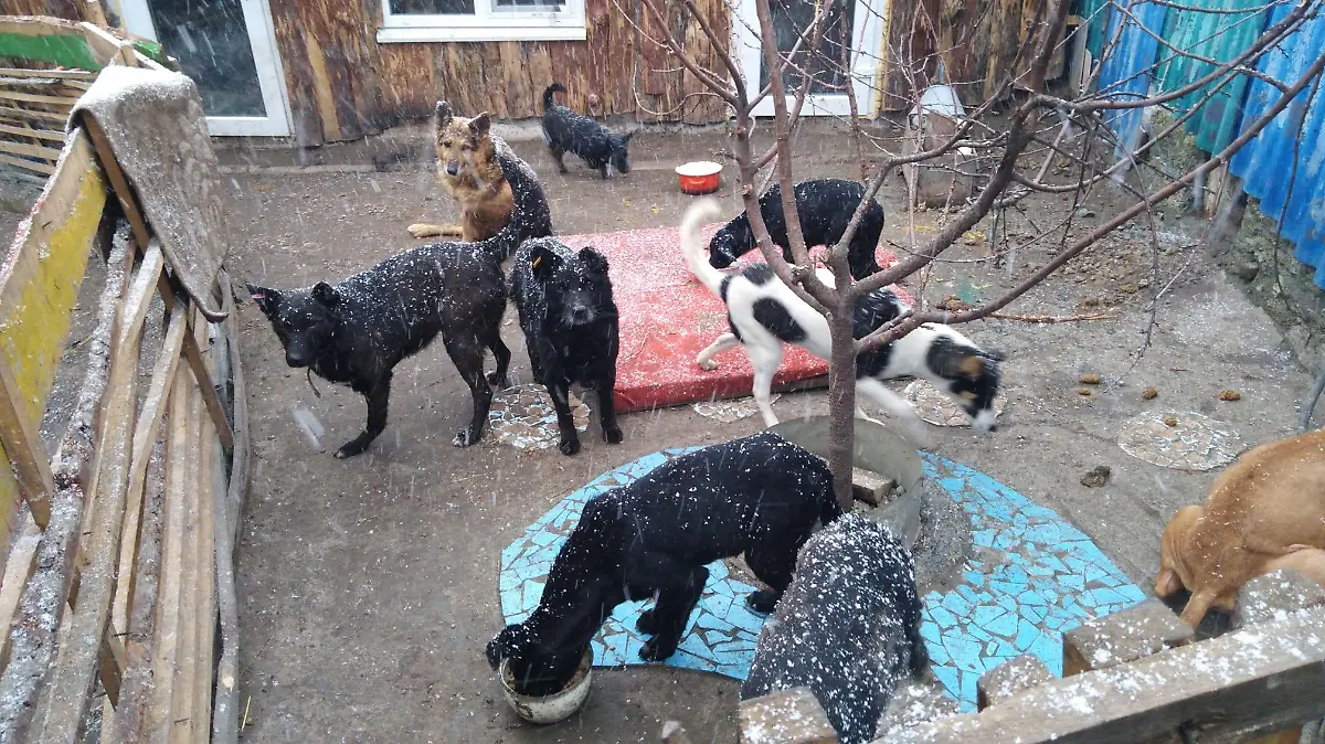 hunde ukraine shelter