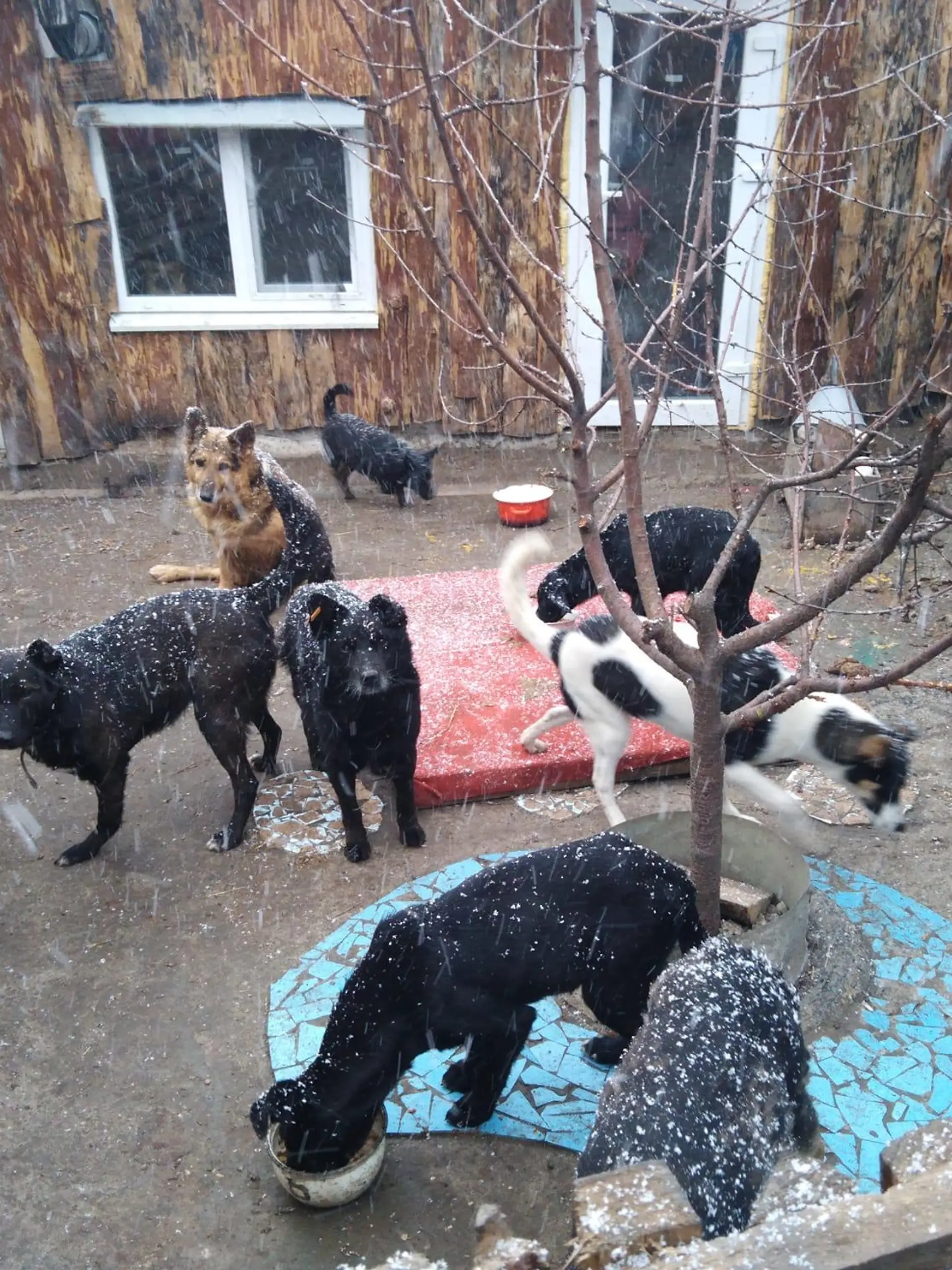 hunde ukraine shelter