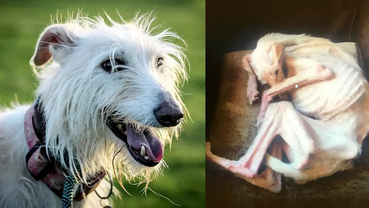 Hund Tiggy erholt sich von der Quälerei seiner ehemaligen Besitzer. Die haben ihn bis auf die Knochen abmagern lassen.