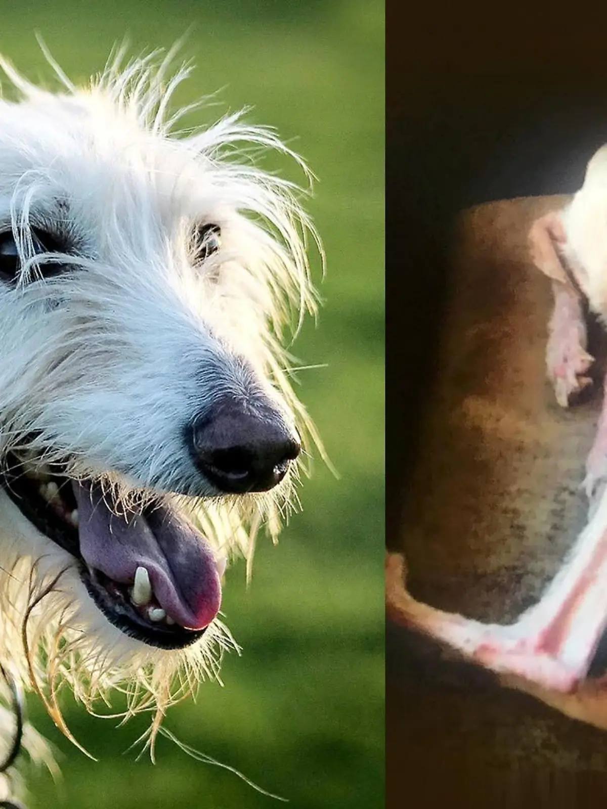 Hund Tiggy erholt sich von der Quälerei seiner ehemaligen Besitzer. Die haben ihn bis auf die Knochen abmagern lassen.