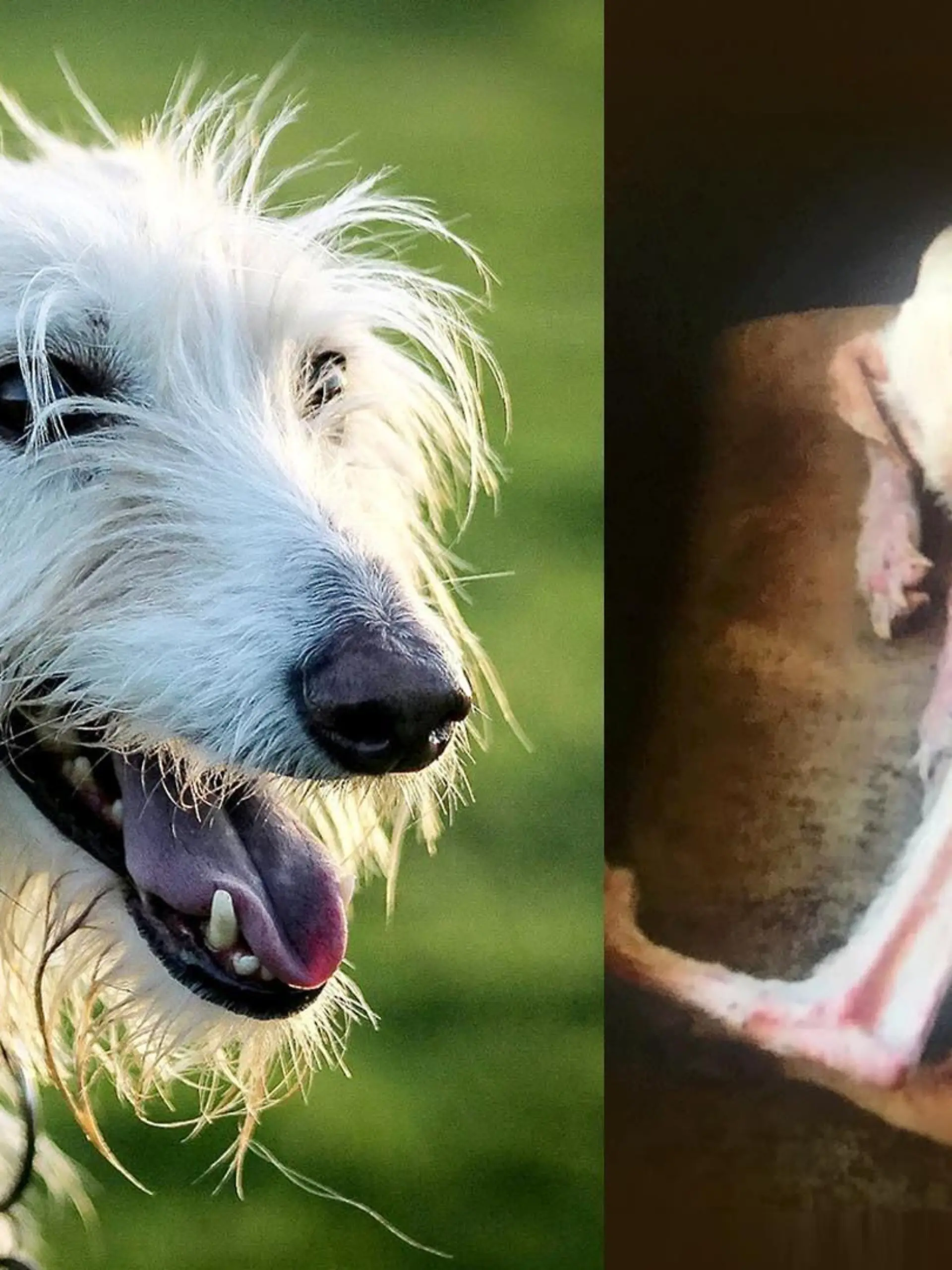 Hund Tiggy erholt sich von der Quälerei seiner ehemaligen Besitzer. Die haben ihn bis auf die Knochen abmagern lassen.