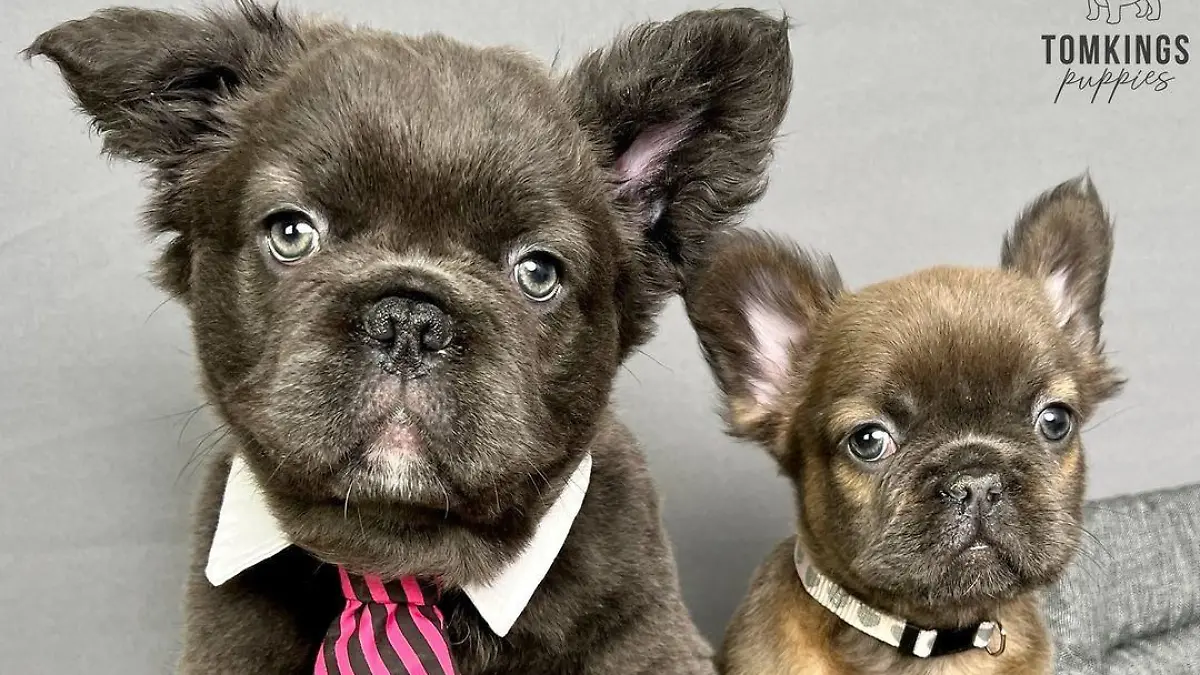 Zwei Französische Bulldoggen mit langem Fell auf Instagram