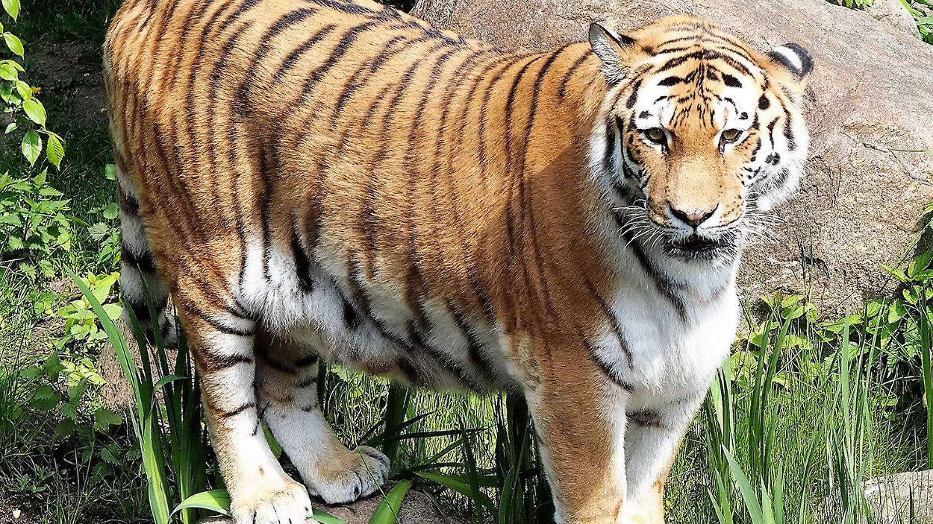 HANDOUT - 10.05.2017, Sachsen, Leipzig: Die Amurtigerin «Bella» an einem Wassergraben im Leipziger Zoo. Bei dem 18 Jahre alten Tier wurde eine massive Ausbreitung eines inoperabelen Tumors festgestellt, am Mittwochnachmittag starb Bella. (Zu dpa: «Amurtigerin Bella im Zoo Leipzig gestorben») Foto: Melanie Ginzel/Zoo Leipzig/dpa - ACHTUNG: Nur zur redaktionellen Verwendung im Zusammenhang mit der aktuellen Berichterstattung und nur mit vollständiger Nennung des vorstehenden Credits +++ dpa-Bildfunk +++