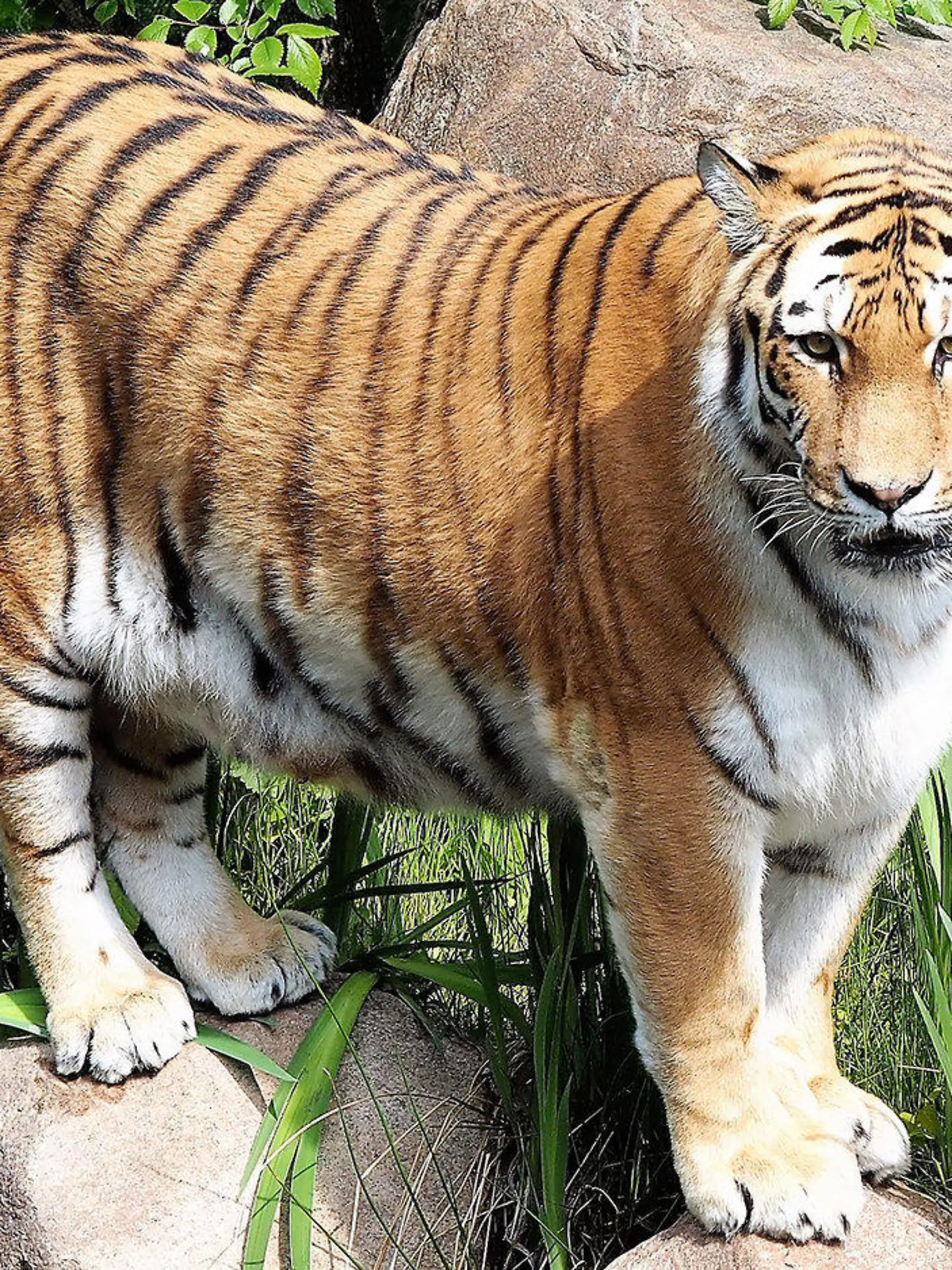 HANDOUT - 10.05.2017, Sachsen, Leipzig: Die Amurtigerin «Bella» an einem Wassergraben im Leipziger Zoo. Bei dem 18 Jahre alten Tier wurde eine massive Ausbreitung eines inoperabelen Tumors festgestellt, am Mittwochnachmittag starb Bella. (Zu dpa: «Amurtigerin Bella im Zoo Leipzig gestorben») Foto: Melanie Ginzel/Zoo Leipzig/dpa - ACHTUNG: Nur zur redaktionellen Verwendung im Zusammenhang mit der aktuellen Berichterstattung und nur mit vollständiger Nennung des vorstehenden Credits +++ dpa-Bildfunk +++